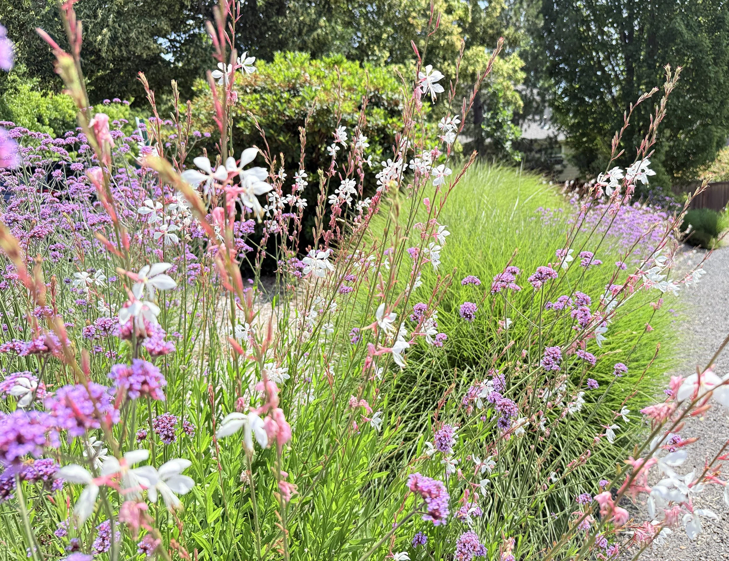 oakridge gaura verbena.jpg