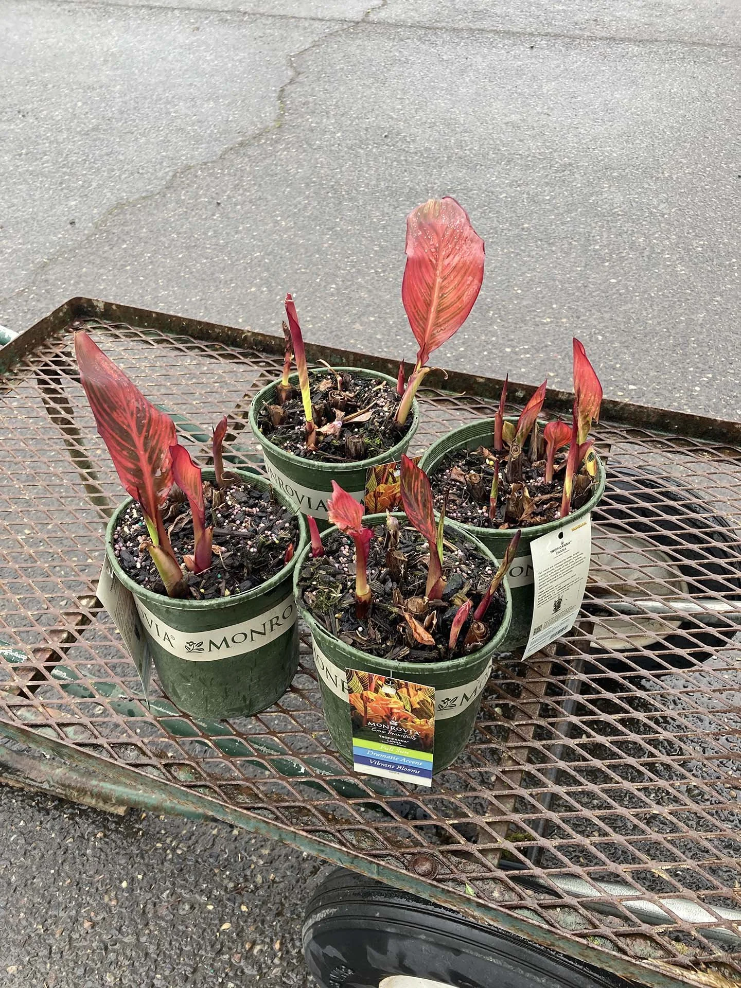 cannas.JPG