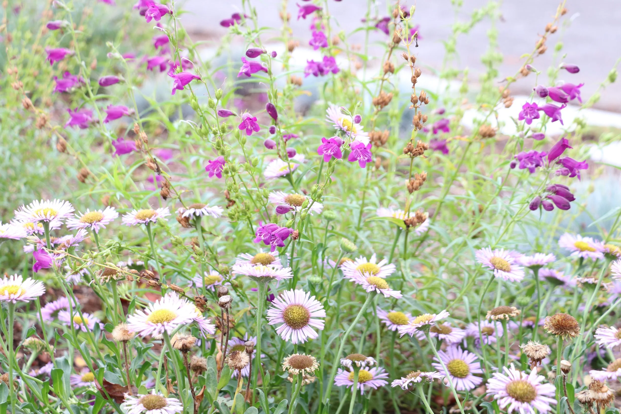 erigeron and penstemon.JPG
