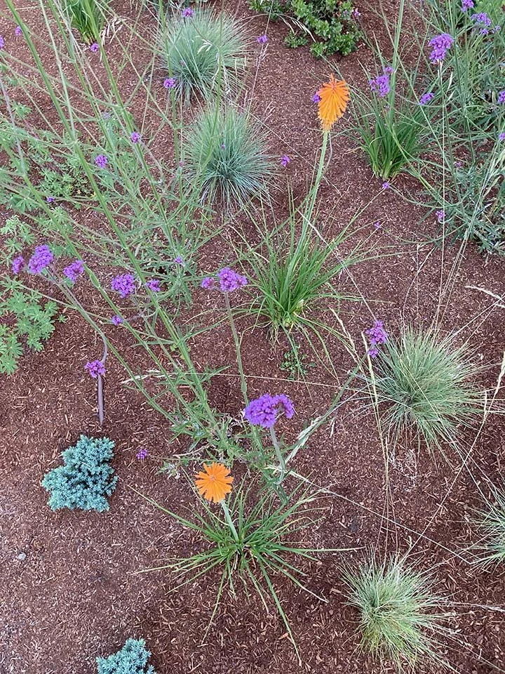 verbena kniphofia.jpg