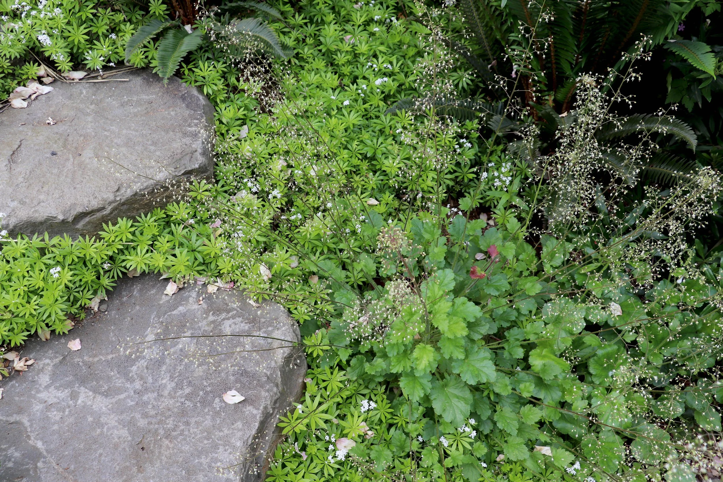stepping stones 1.JPG