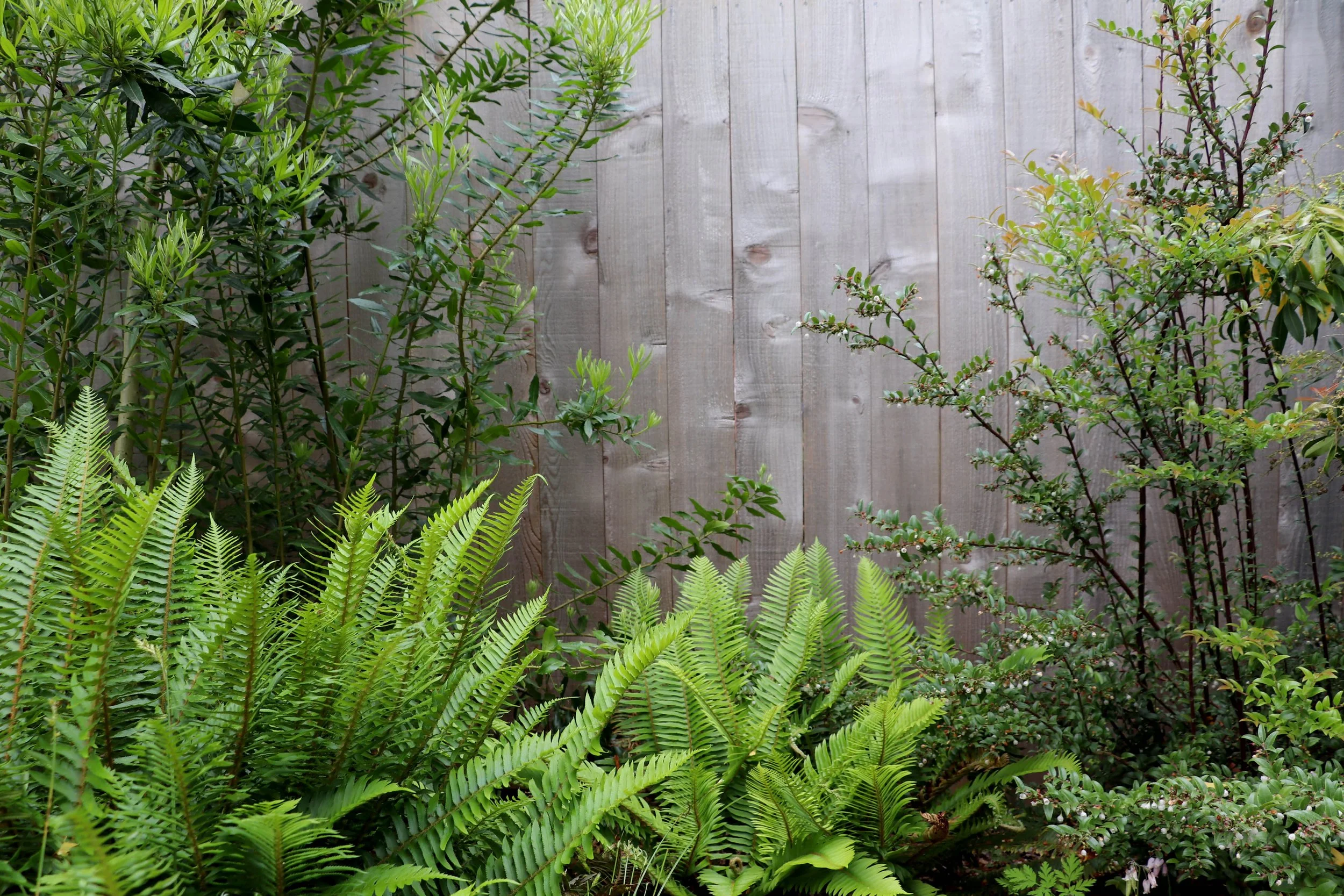 fern and vaccinium.JPG