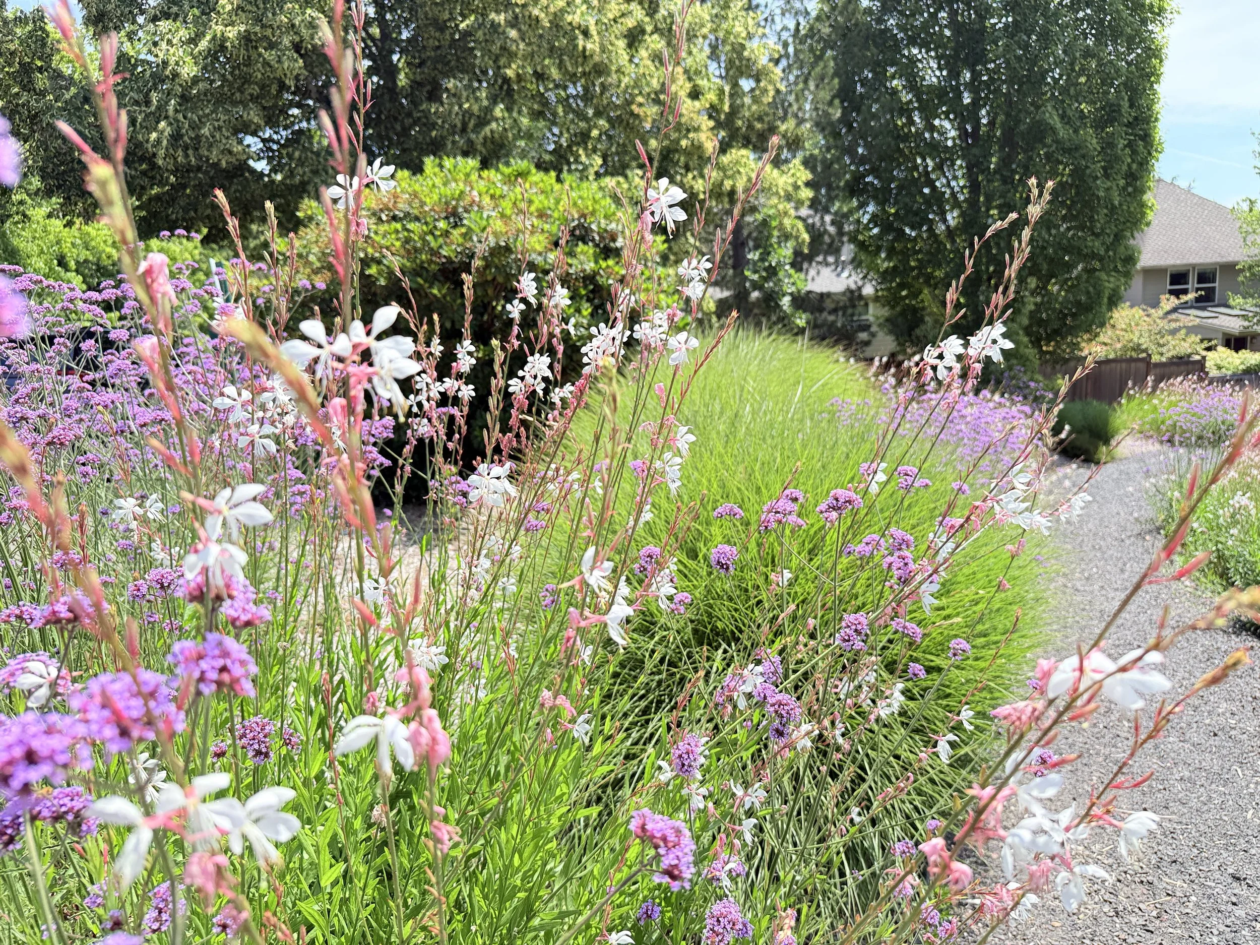 oakridge gaura verbena.jpg