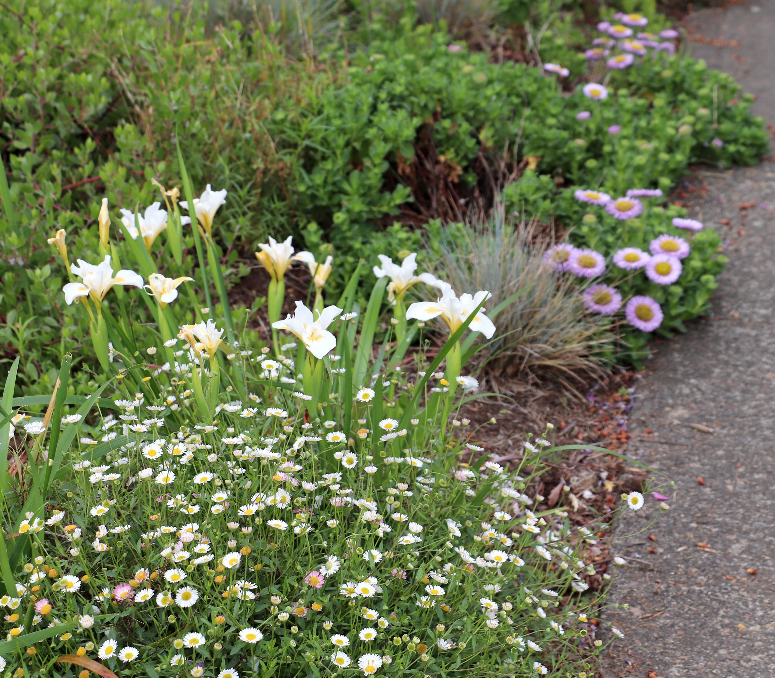 canyon snow erigeron.JPG
