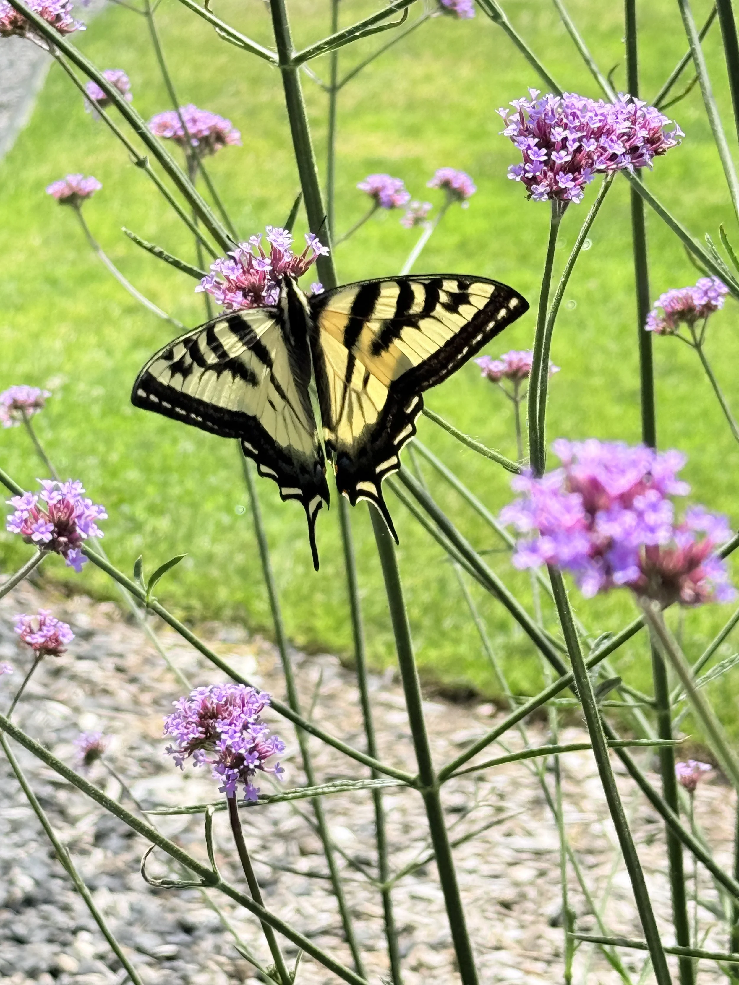 oakridge butterfly verbena 2.jpg