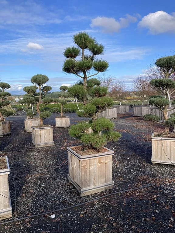 black pine.JPG