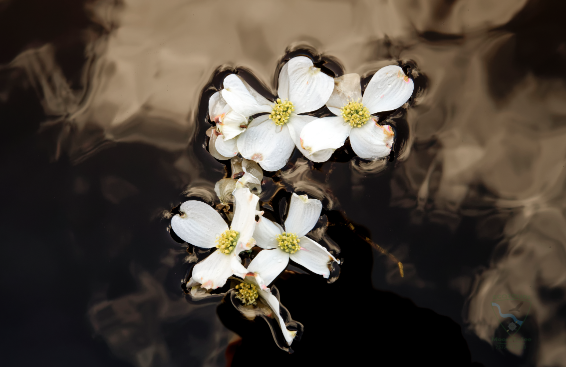 Dogwoods and Black water