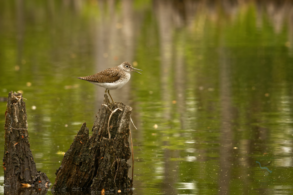 Swamp Birds