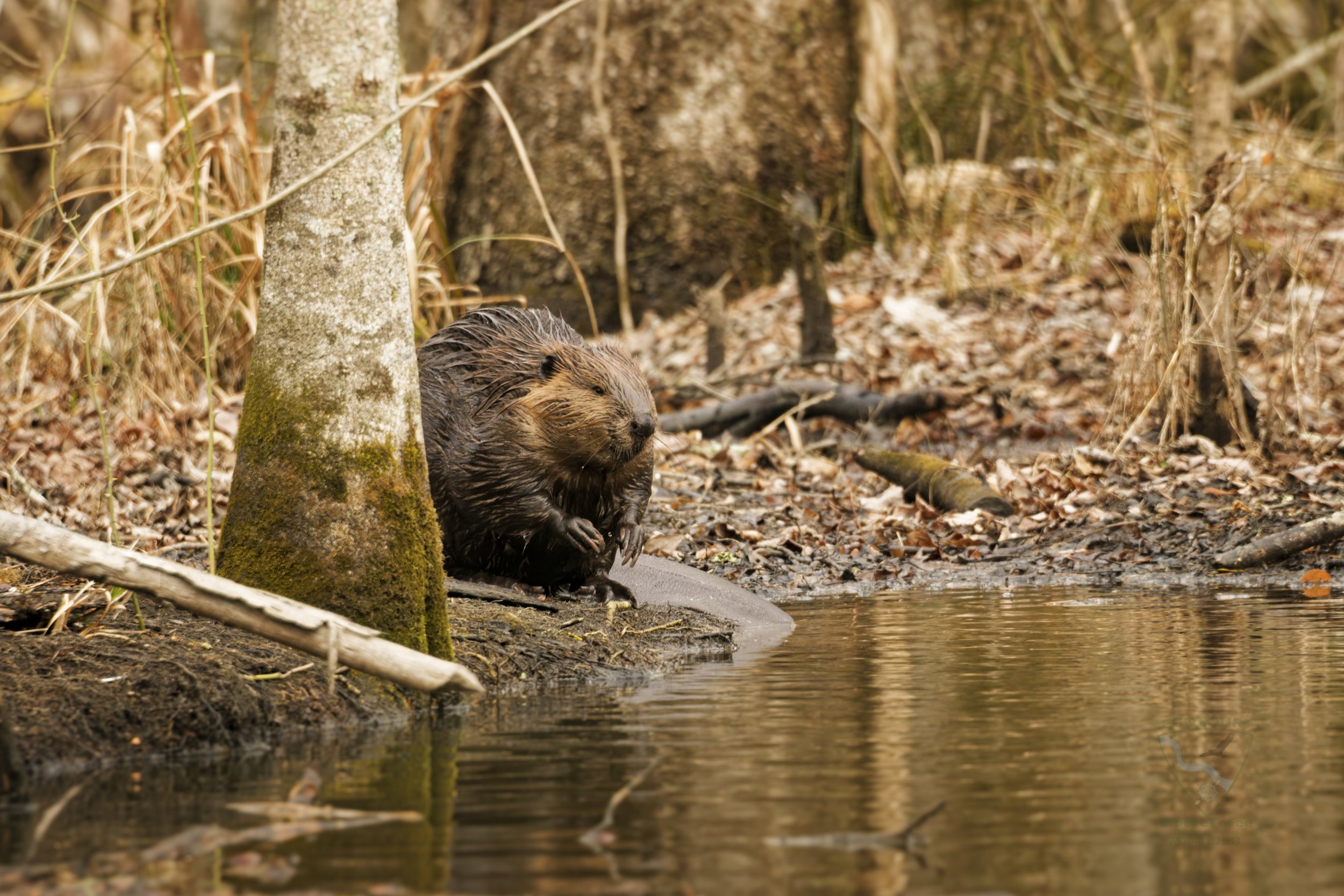 North Landing River Beaver