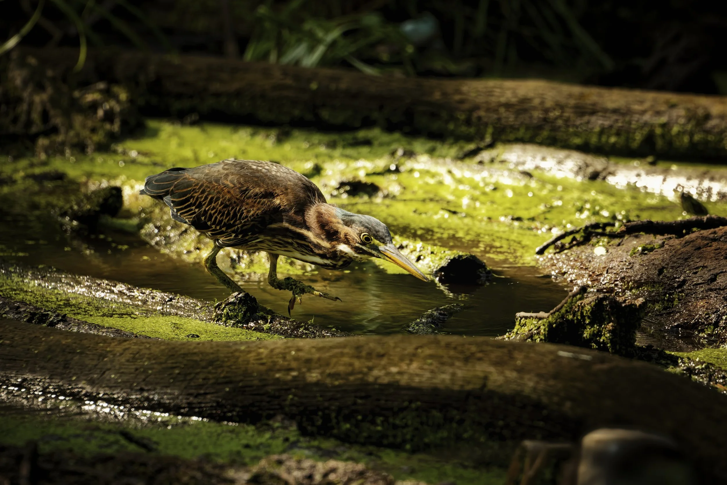 Green Heron in the Swamp
