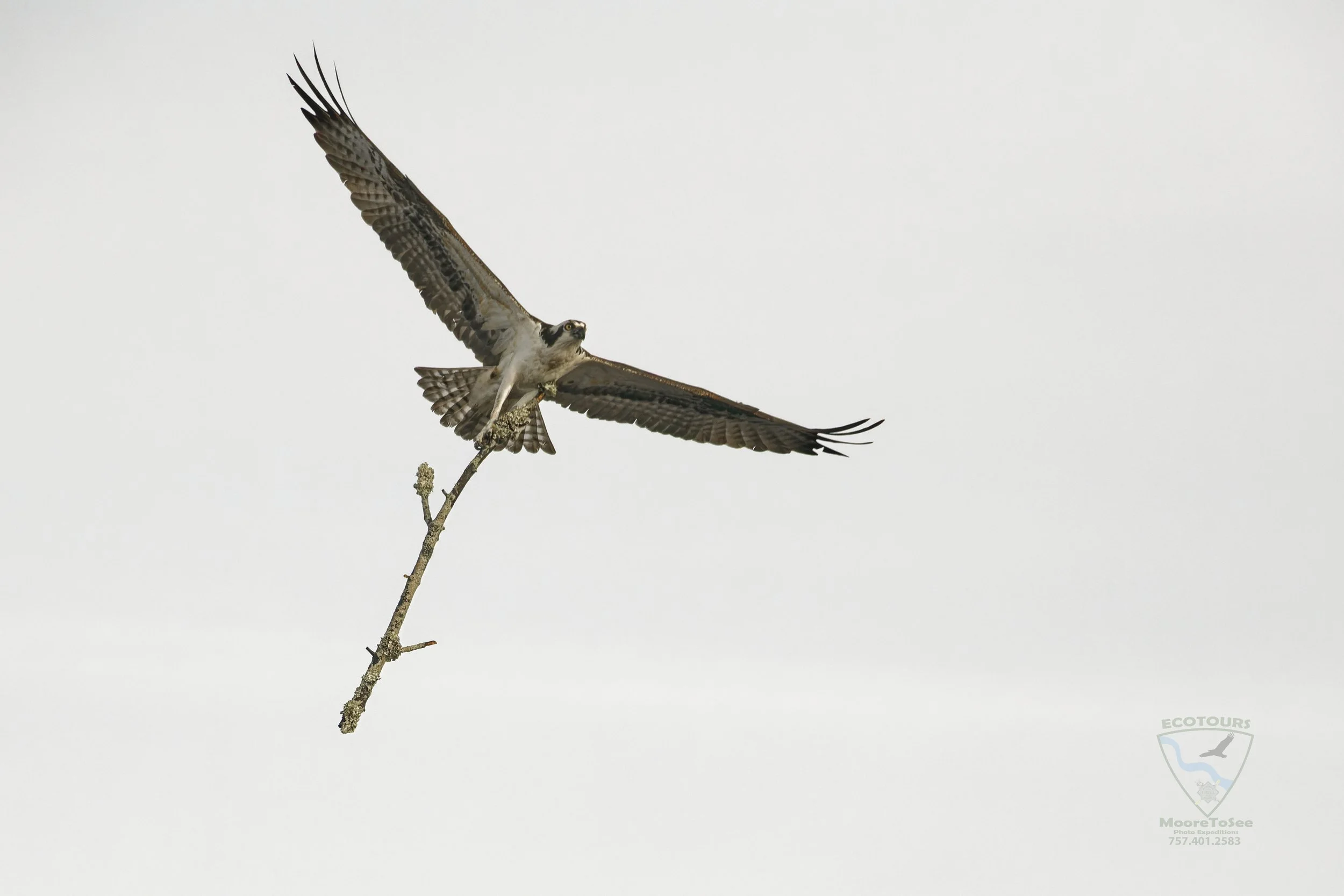 Osprey on the North Landing River.