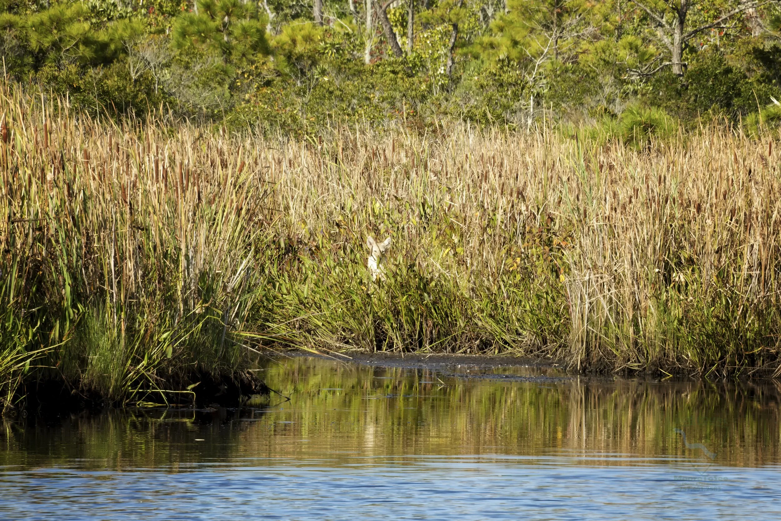 Blond coyote stalking the river bank.