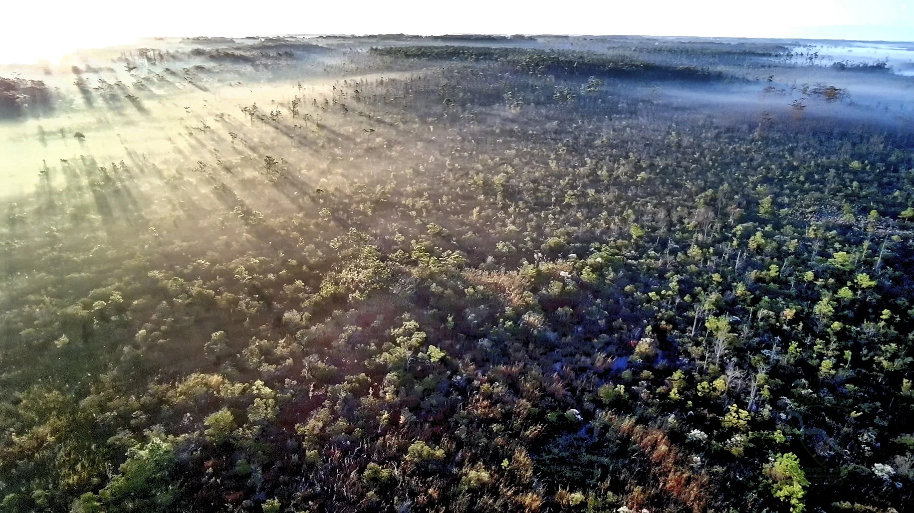 Early morning mist drifting over the pocosins on the North Landing River