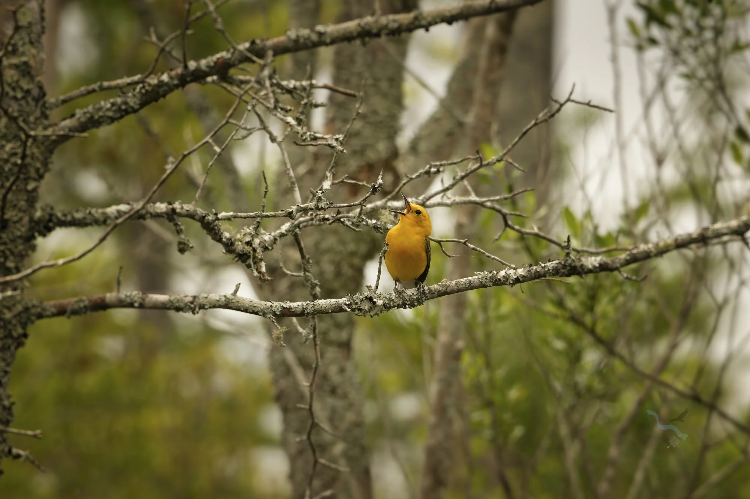 Schedule an ecotour with Moore To See Photo Expeditions.