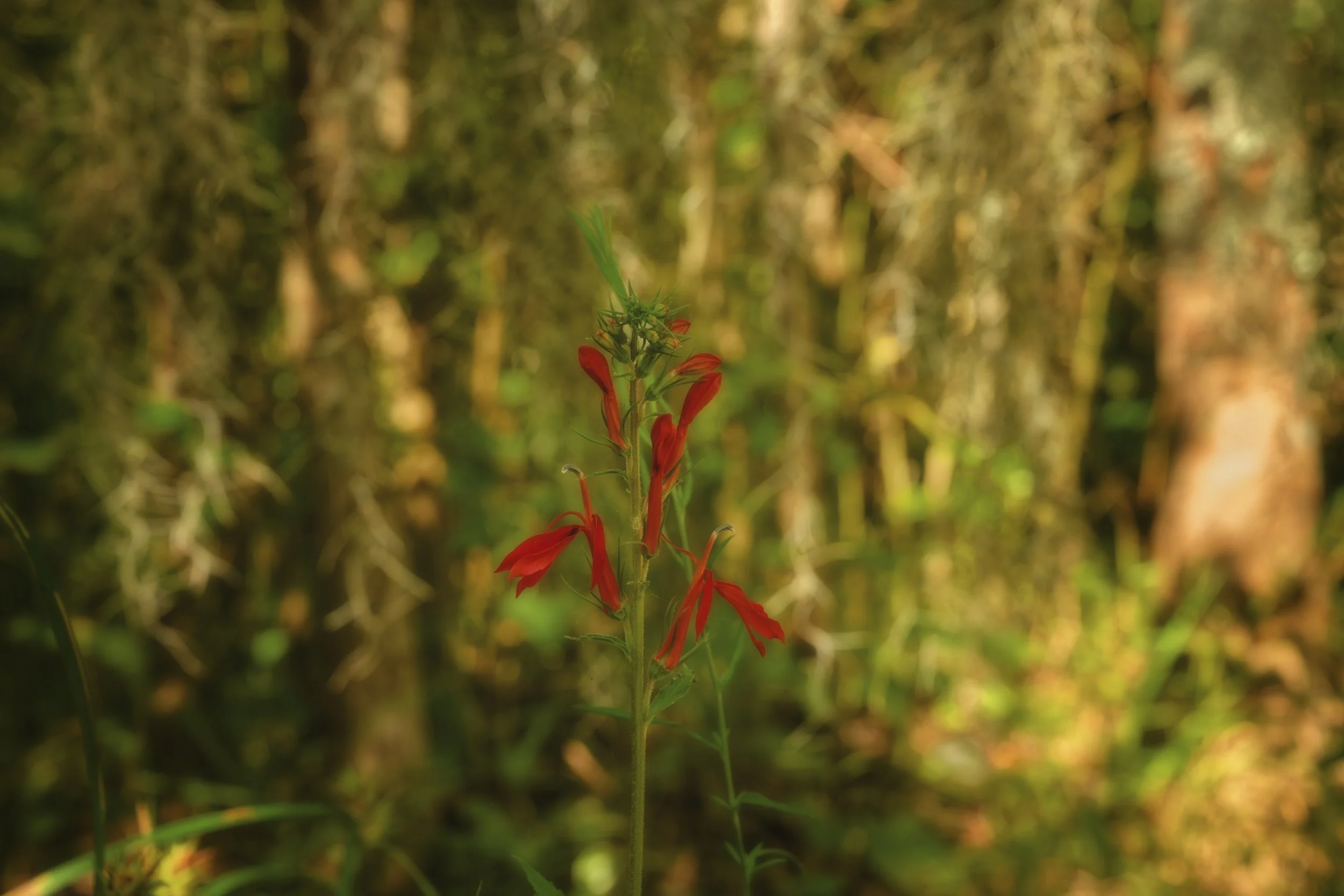 Cardinal flower in the swamp