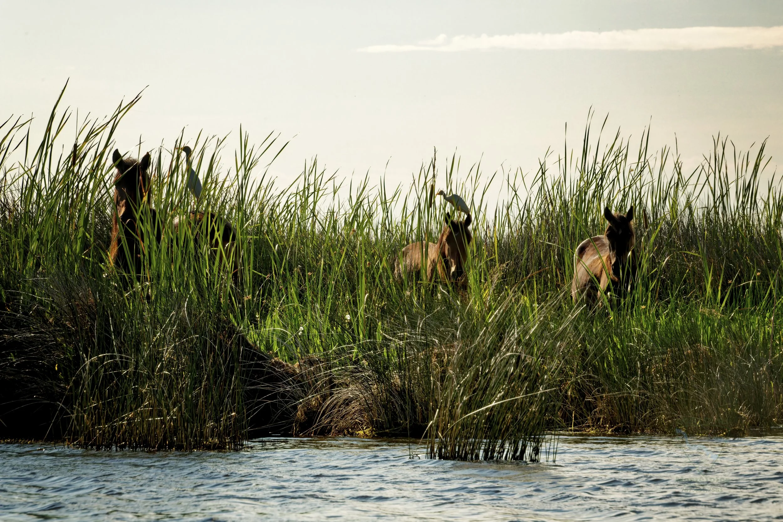 Wild horses in the marsh