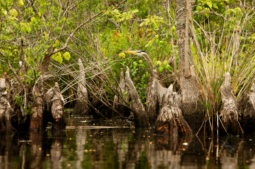 Schedule a private boat ecotour with Moore To See Photo Expedions