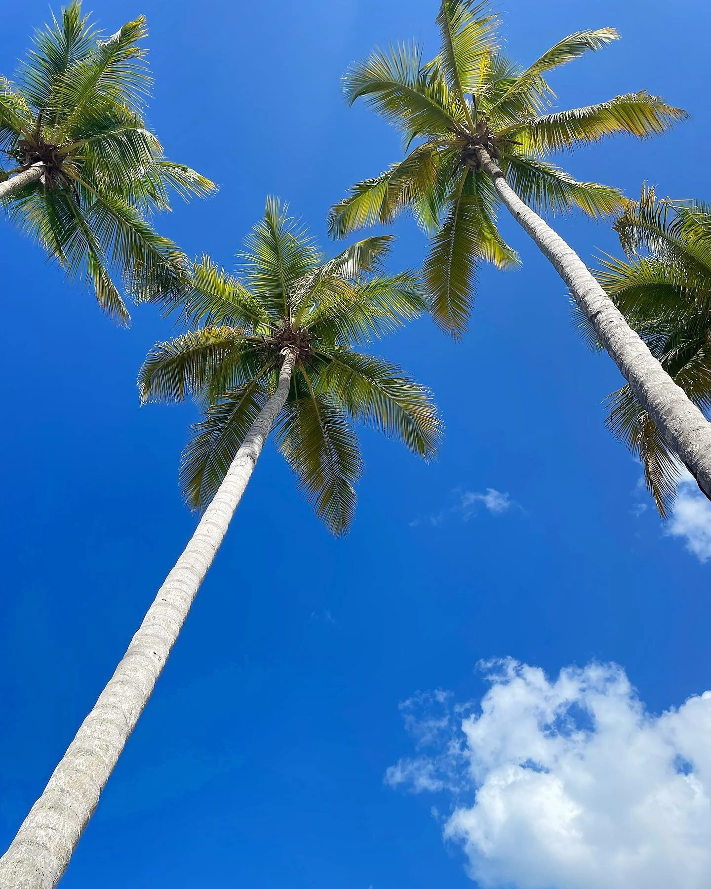 Hello summer 🏝️ 
.
.
.
.
.
.
.
#yesadventures #summer #island #palmtrees #sun #dominicanrepublic #latergram #funinthesun #relax #bahiaprincipe #allinclusive #travel #travelmore #takemeback #summertrip