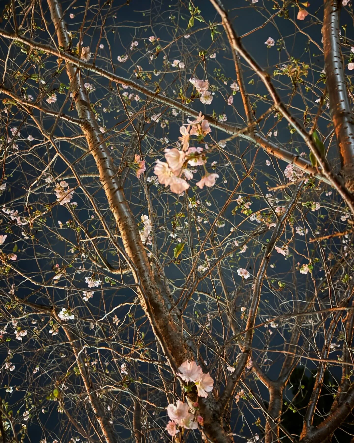 One of my favorite shots from my recent trip to Japan 🌸 
..
.
.
.
.
.
.
#yesadventures #nofilter #japan #tokyo #kyoto #osaka #iphone #cherryblossom #nightphotography #nature #texture #snapshots #beautiful #quiet #travel #travelmore #traveltheworld #