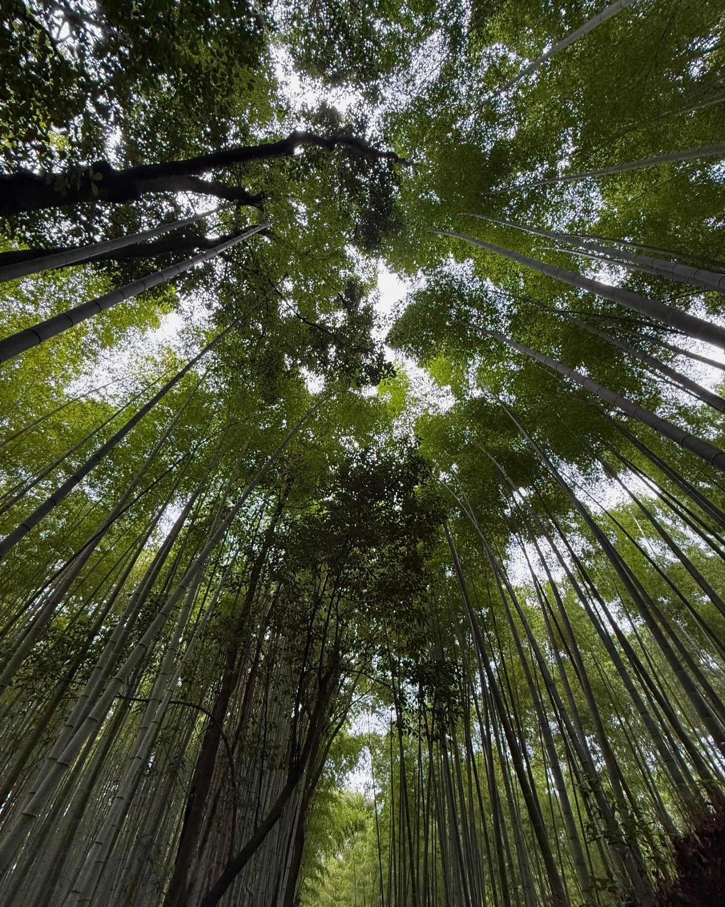 Bamboo forest. #japan
.
.
.
.
.
.
#yesadventures #kyoto #bambooforest #bamboo #hike #nature #iphone #travel #visitjapan #traveltheworld #lotsofpeople #stillserene #gooutside #travelmore #bucketlist