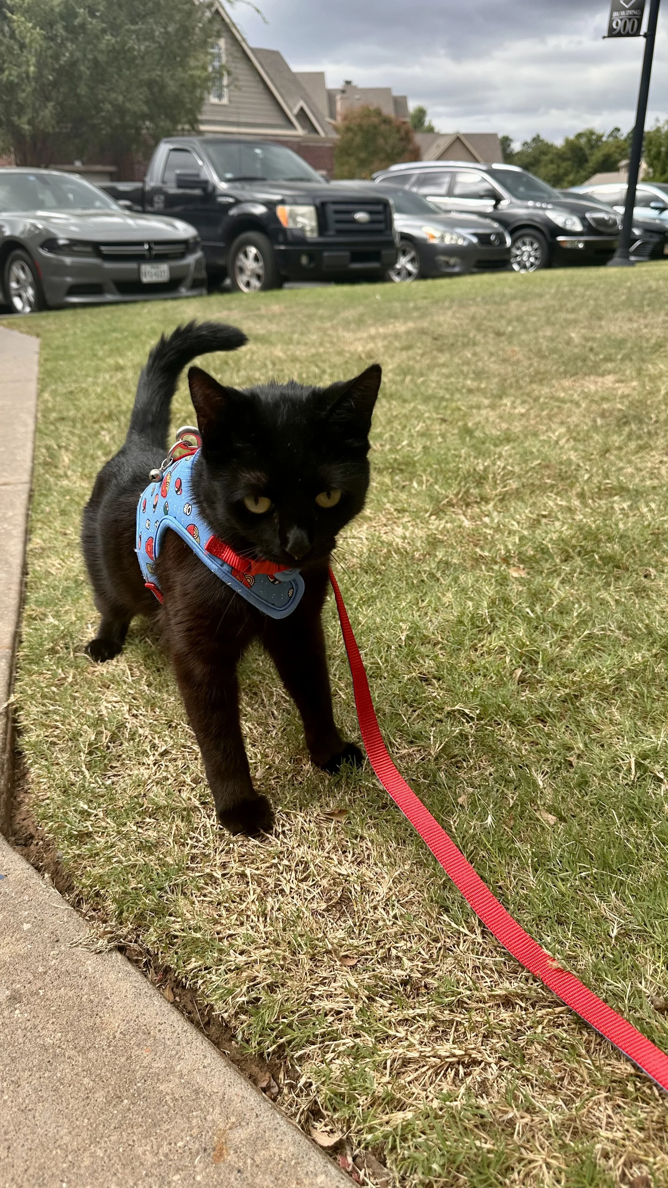 A black cat wearing a blue harness with red and white patterns, being walked on a red leash on a grassy sidewalk. Parked cars and houses are visible in the background.
