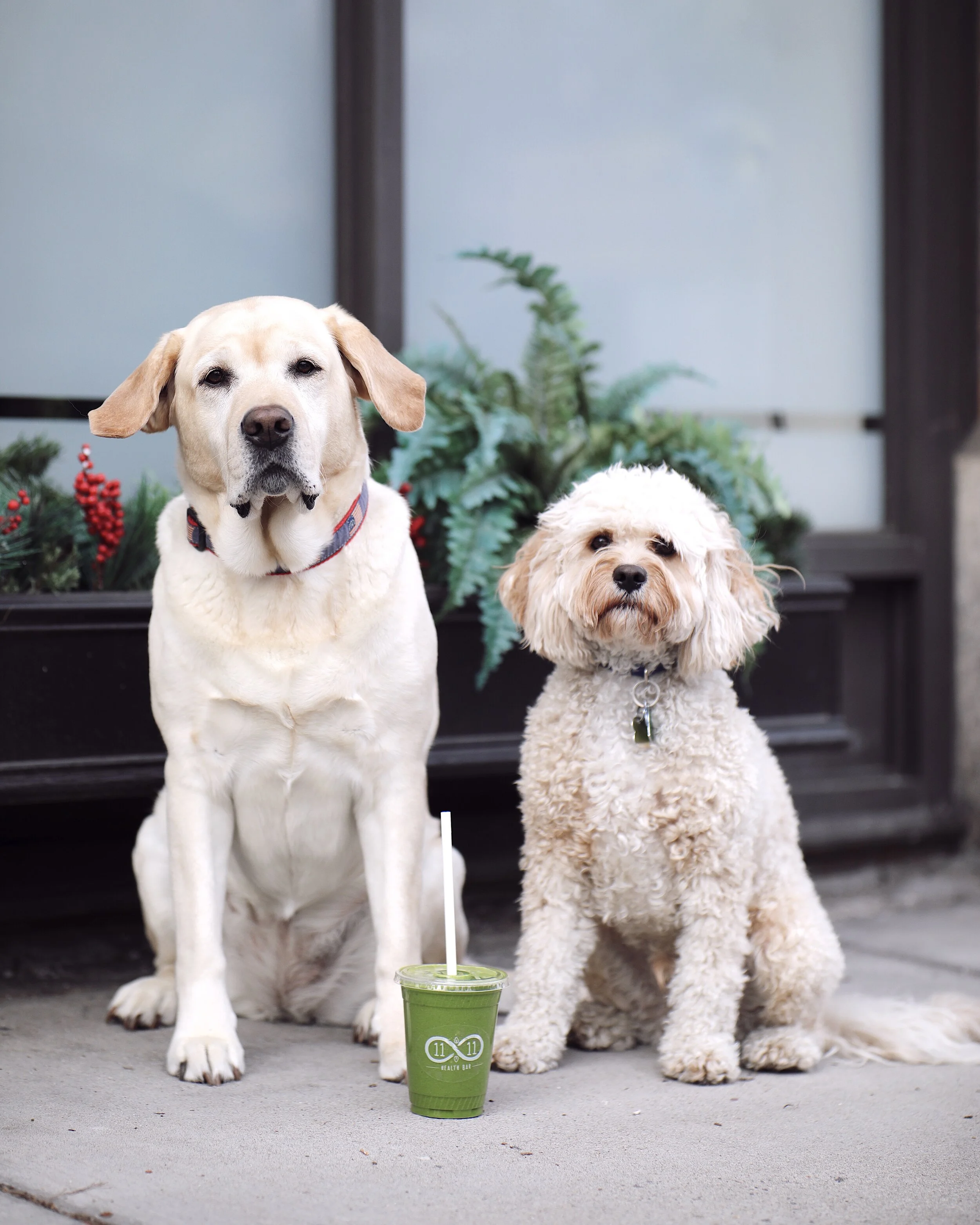 11:11 Health Bar Favorites &amp; Benefits