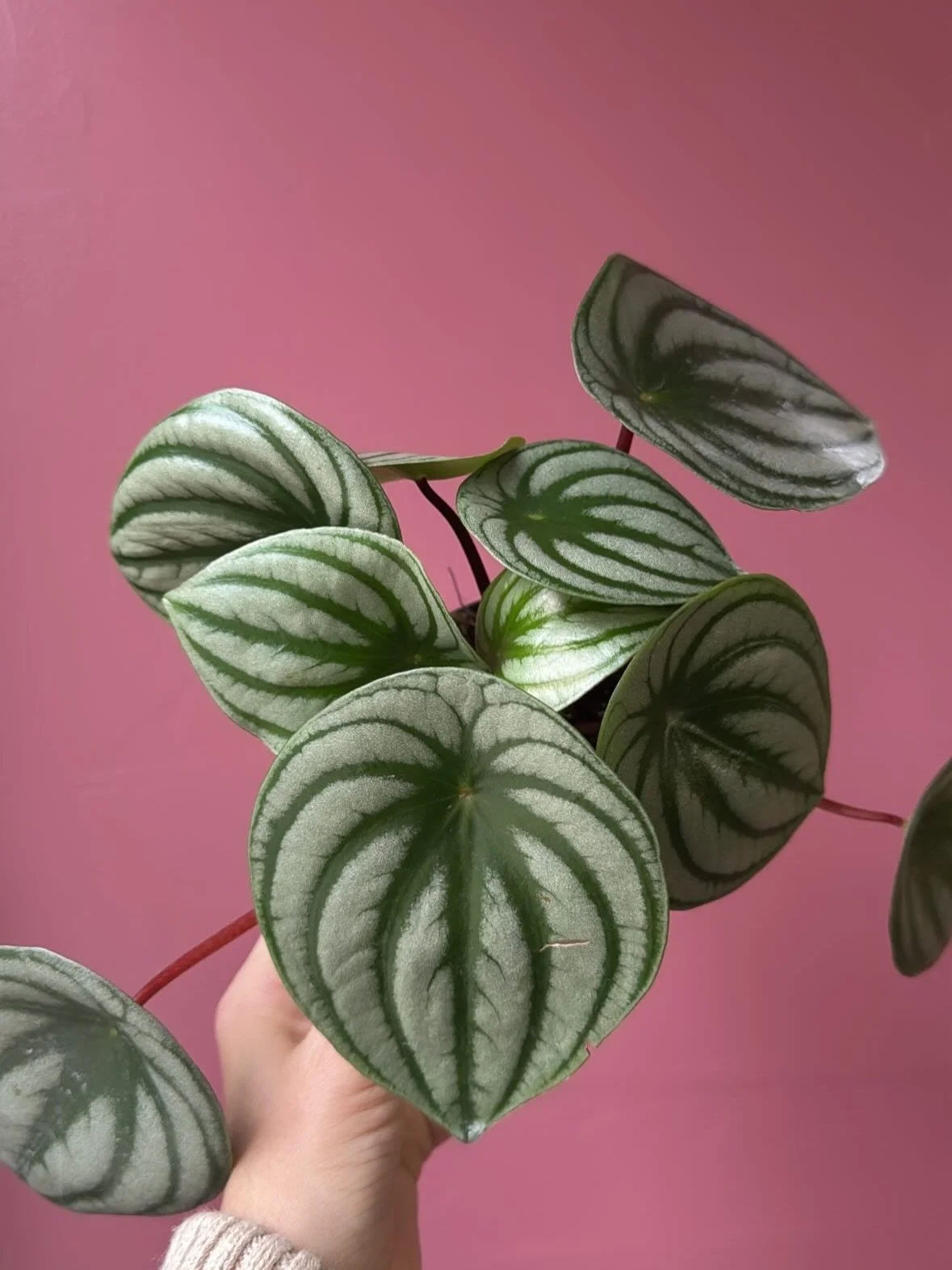 How could you ever choose just one?!!