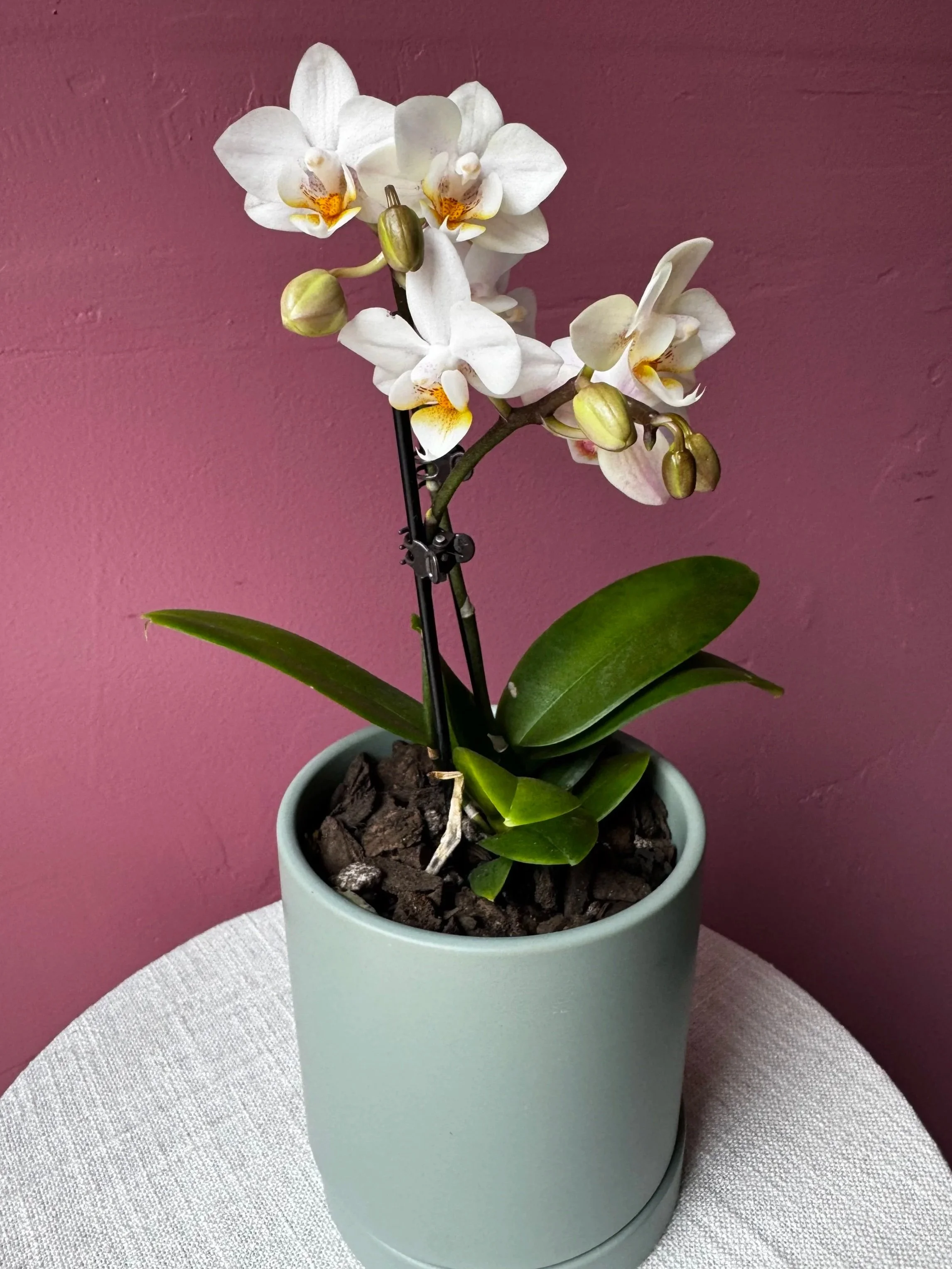 Potted Orchid