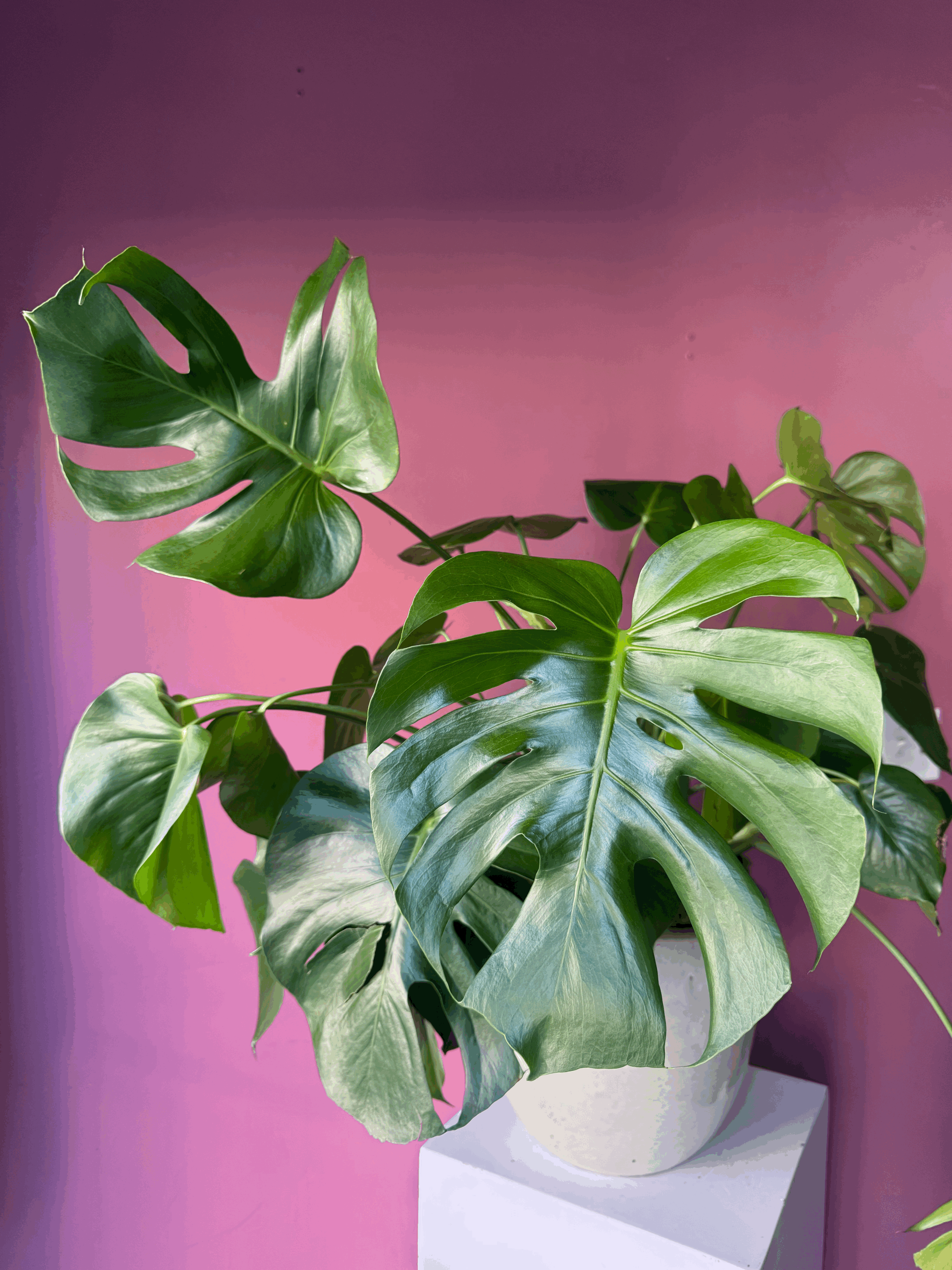 Studio Plant Sale PRE-ORDER