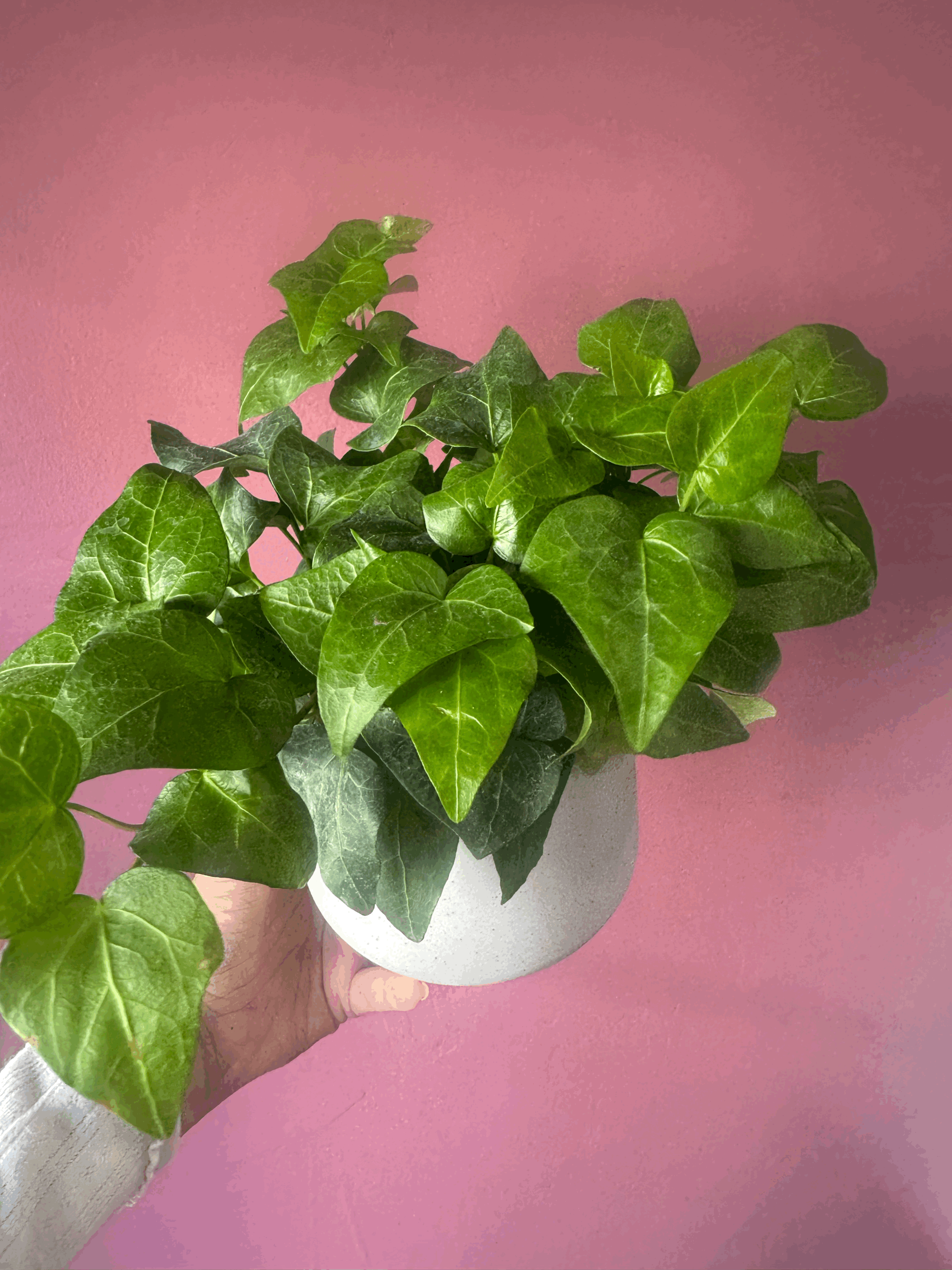 tempImageXI8SRr.gif