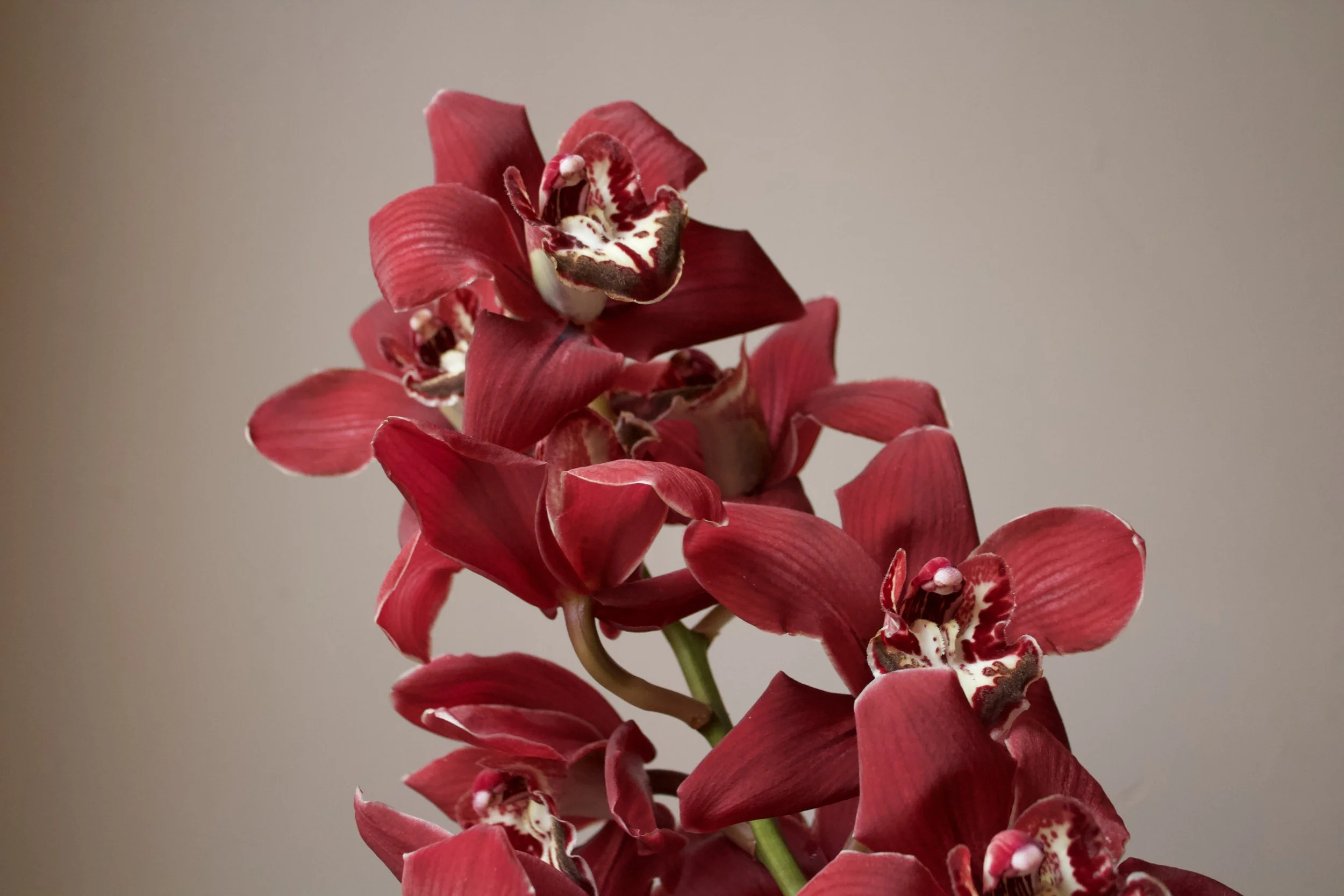 CYM Stem detailB.jpeg