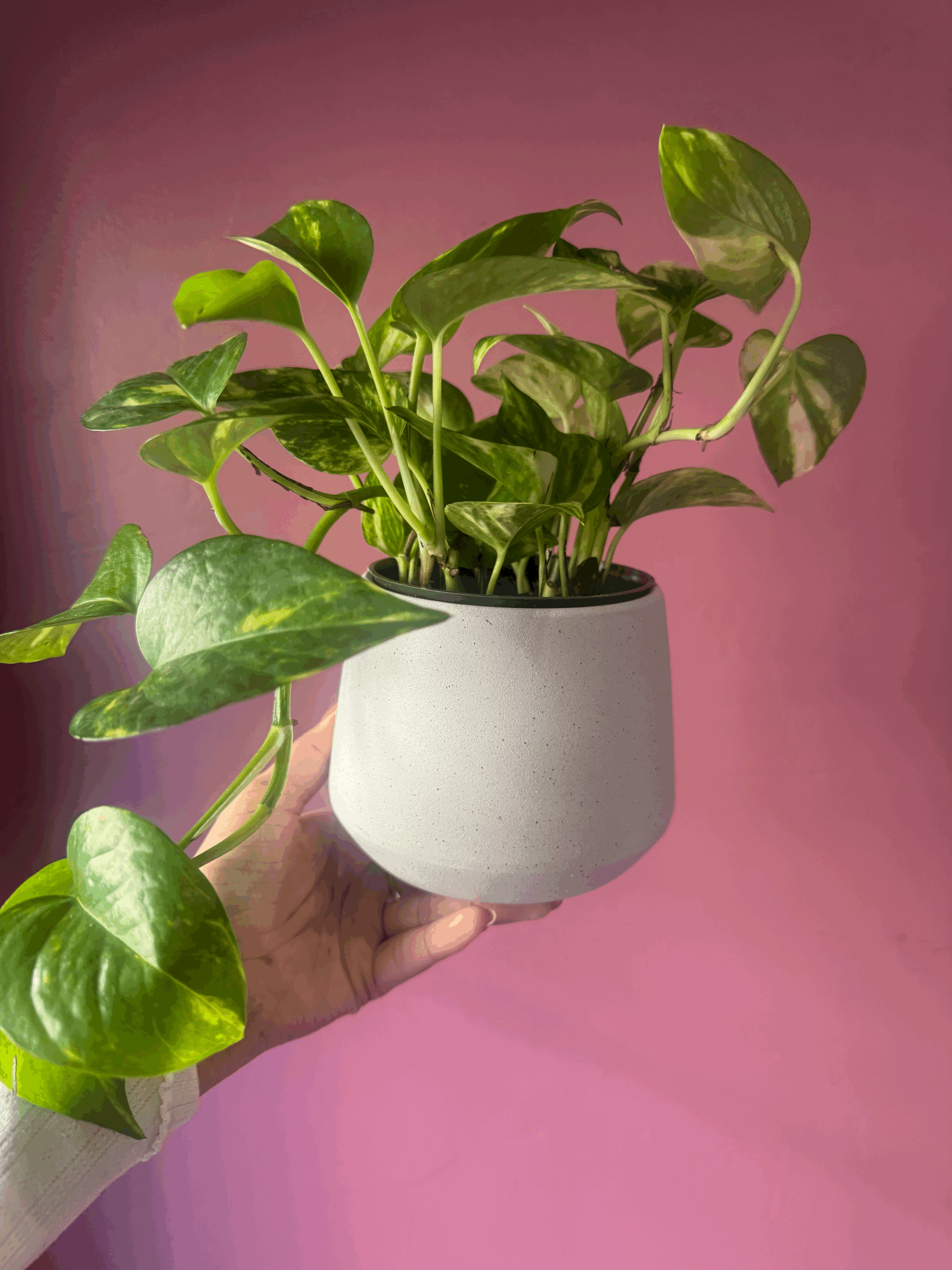tempImageaWBosb.gif