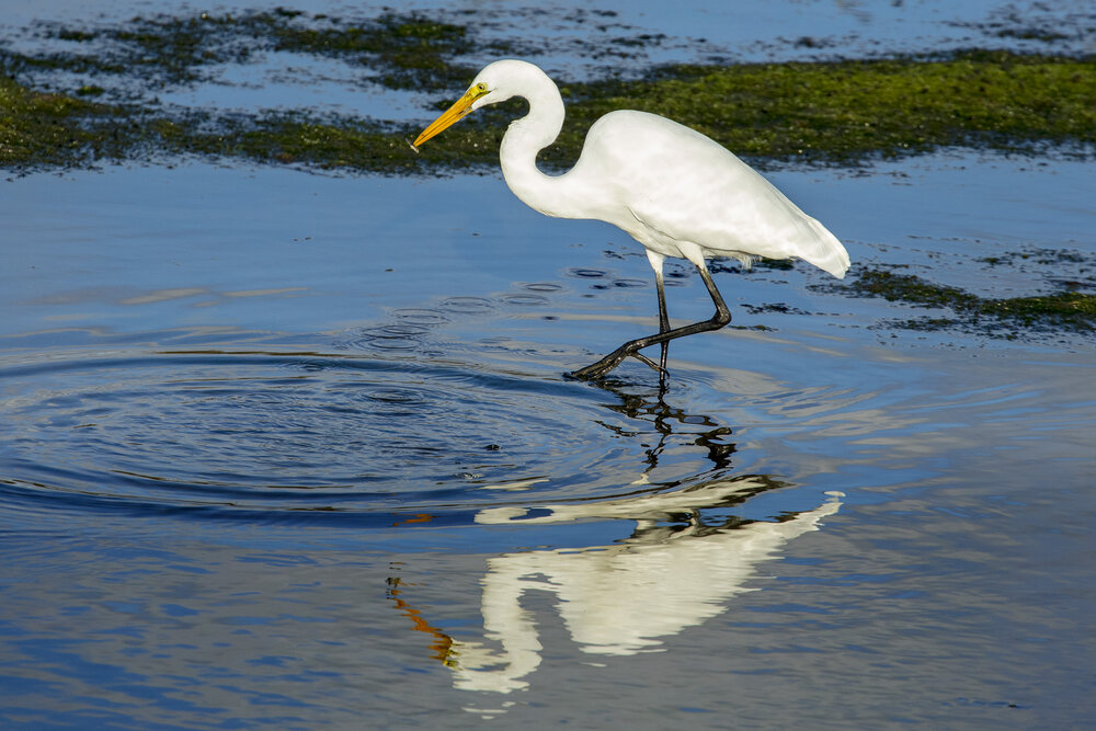 Egret with fish, photo by Aaron Chang