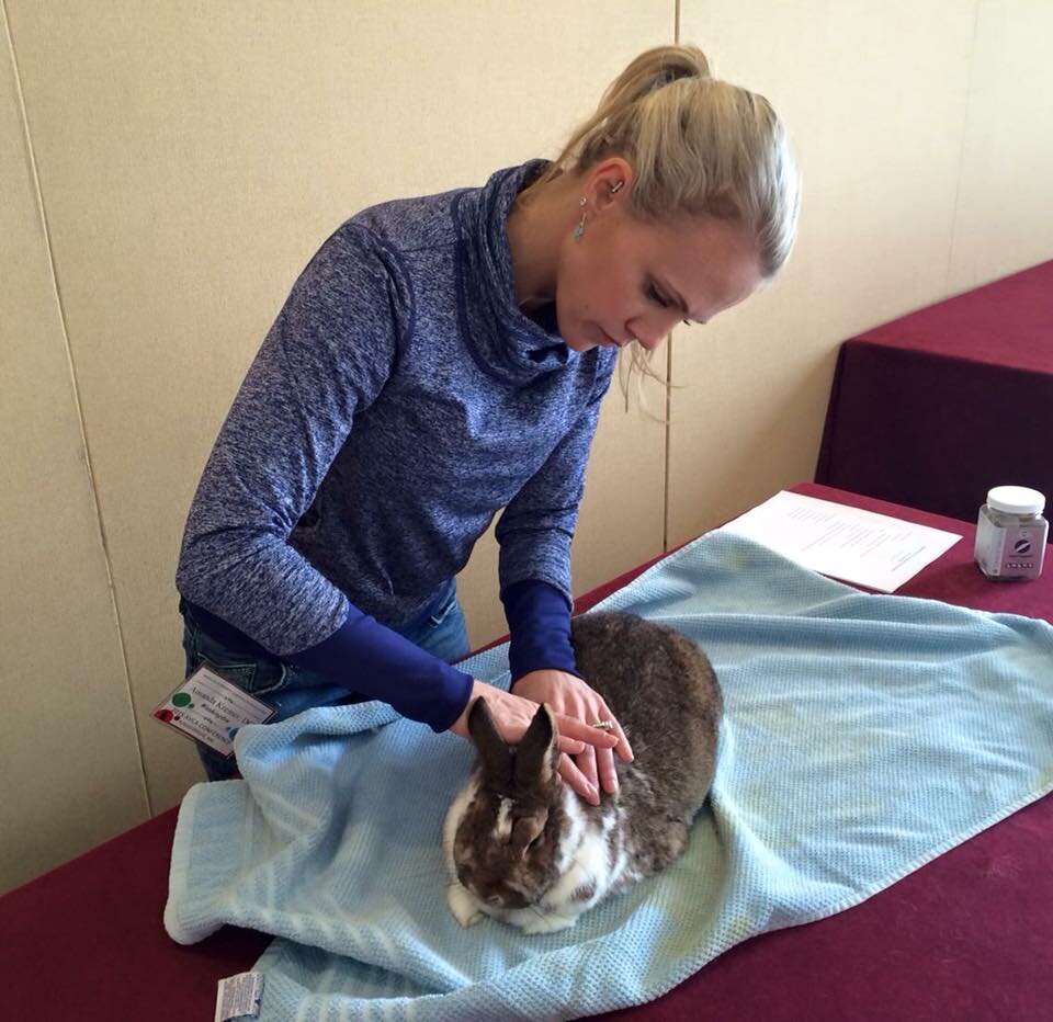 Dr. Kremer adjusting a bunny.