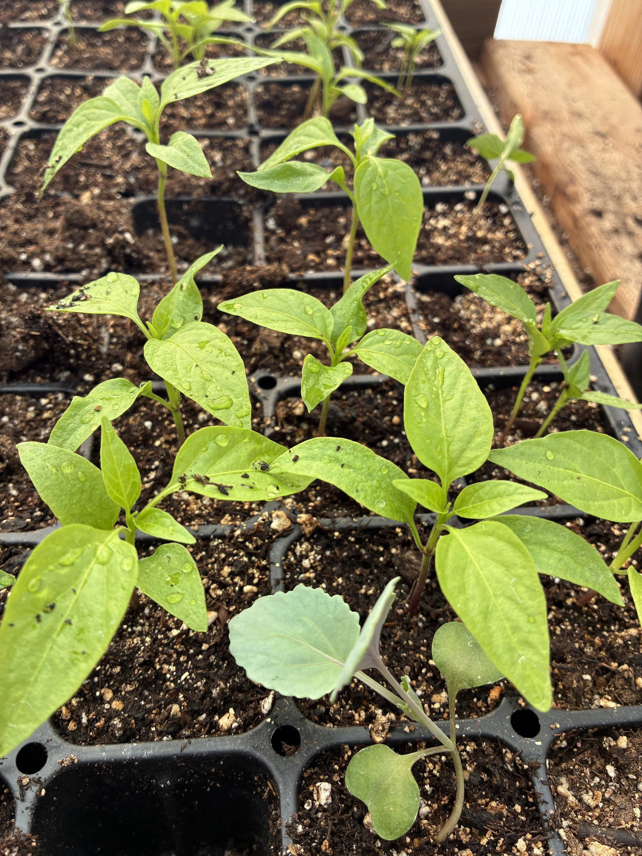 PreOrder Plant Sale Pick Up