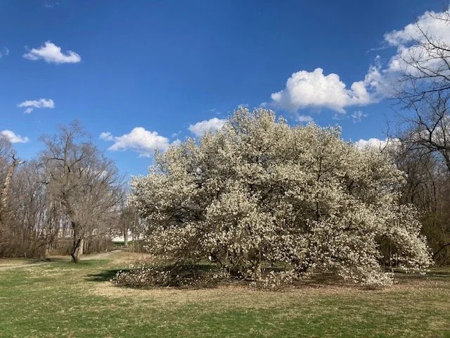 Farm Event: Yoga Under the Magnolia
