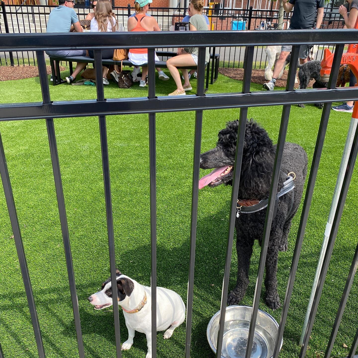 &ldquo;You&rsquo;ve got a right to play and paw-ty!&rdquo; 🐾 Pups can come to Seoul Food Game Nights too. We have speakers near the courtyard/patio/dog park so that they can be a part of your winning team. Mondays at 7pm: Music Bingo in South End (1