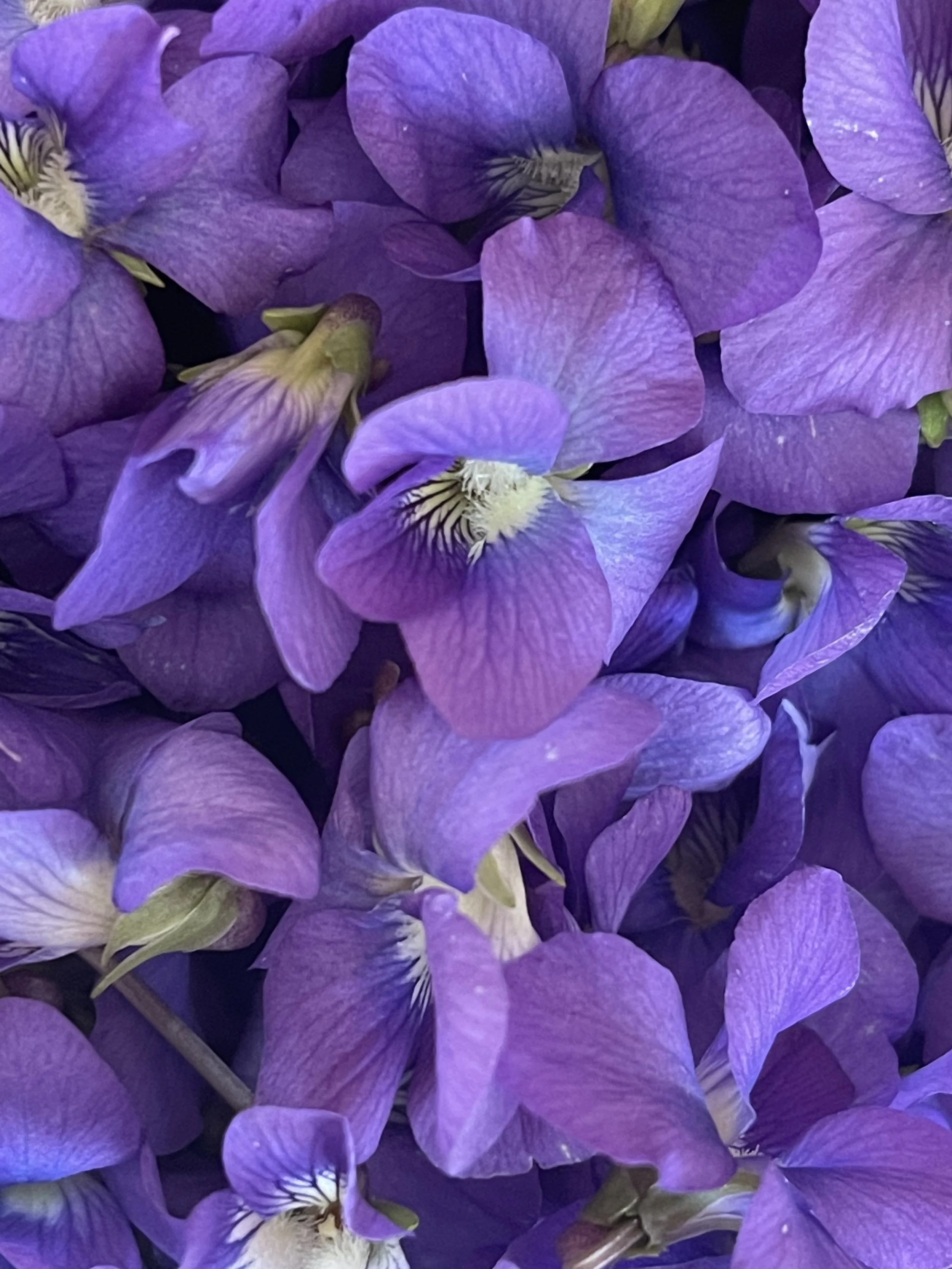 A Little May Magic: Wild Violets Uses, Benefits &amp; How to Harvest