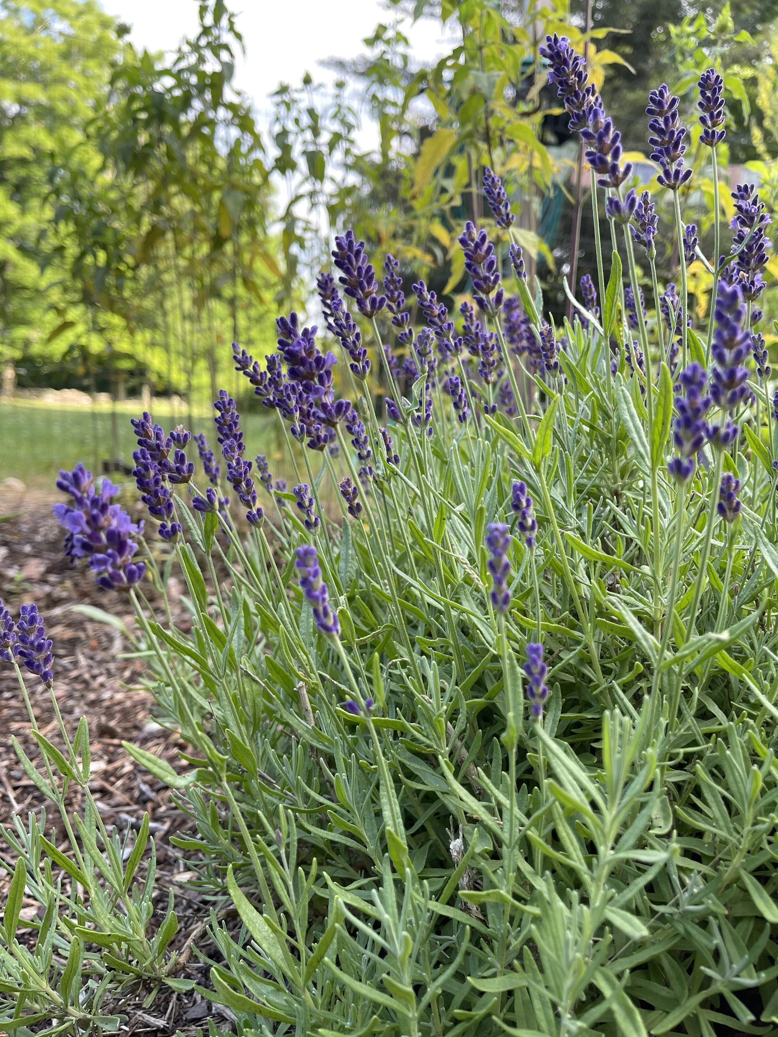 How to Grow Your Own Tea Garden
