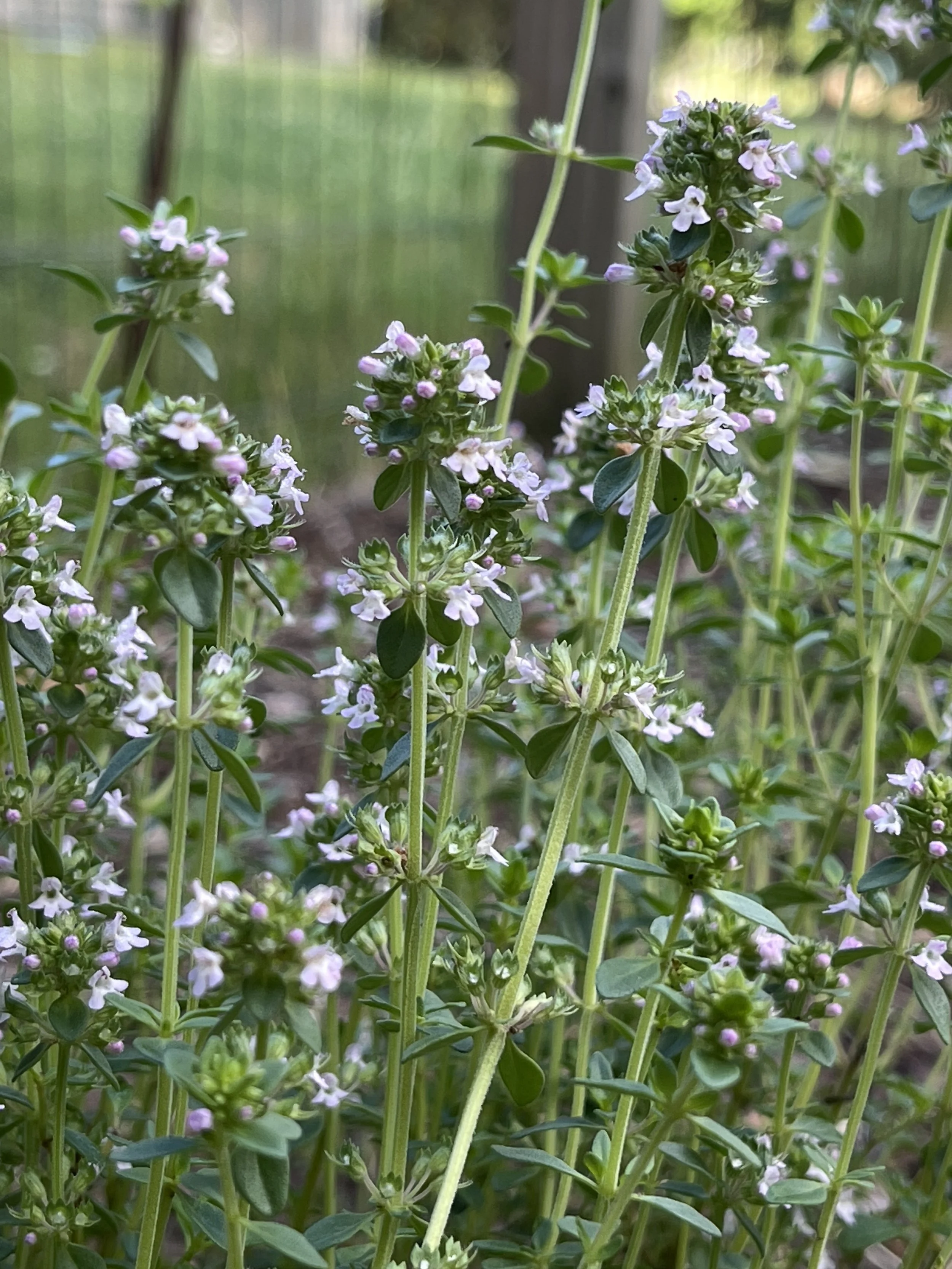 Grow Your Own Healing Herb Garden