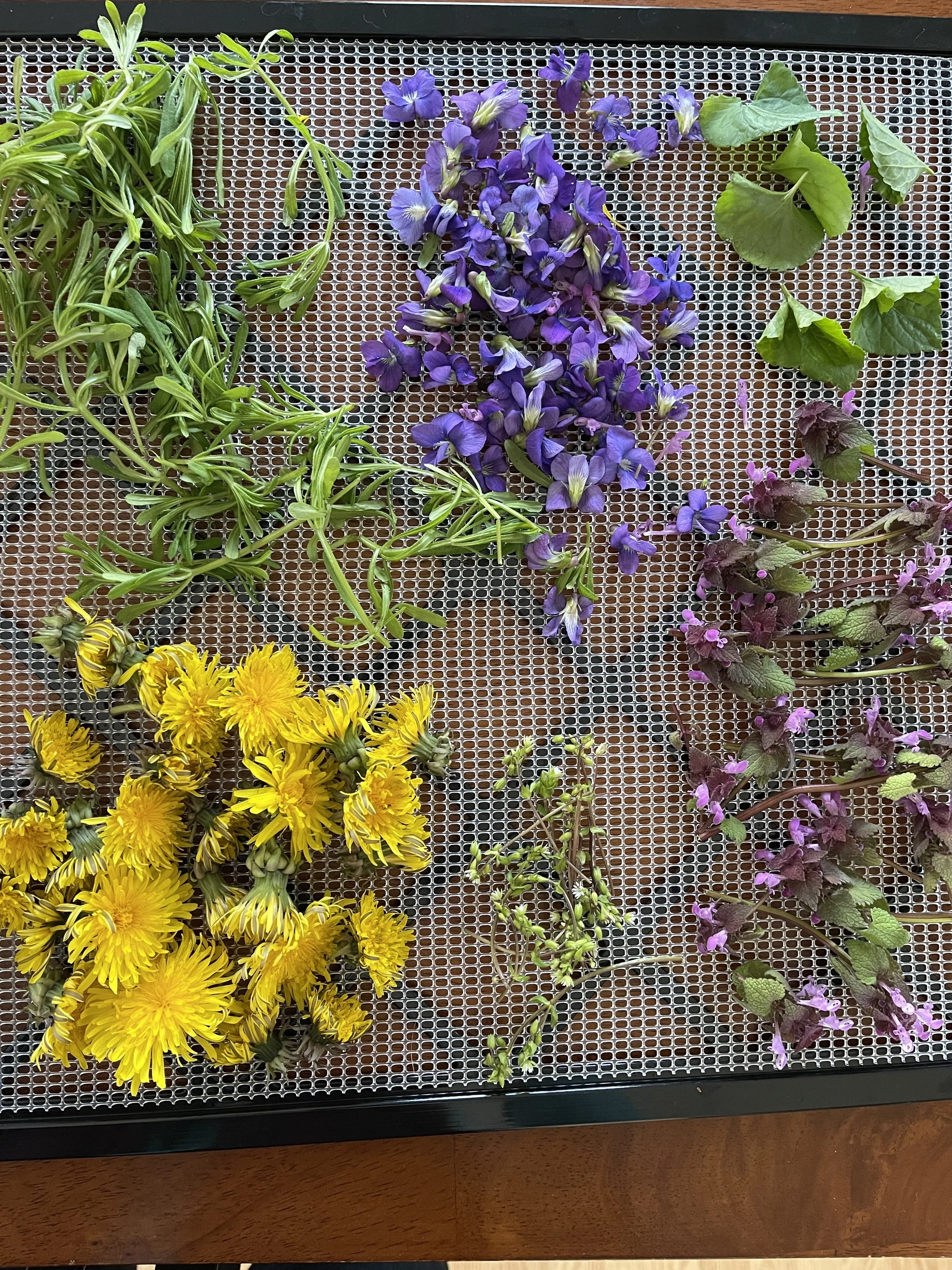 foraged spring herbs on drying rack