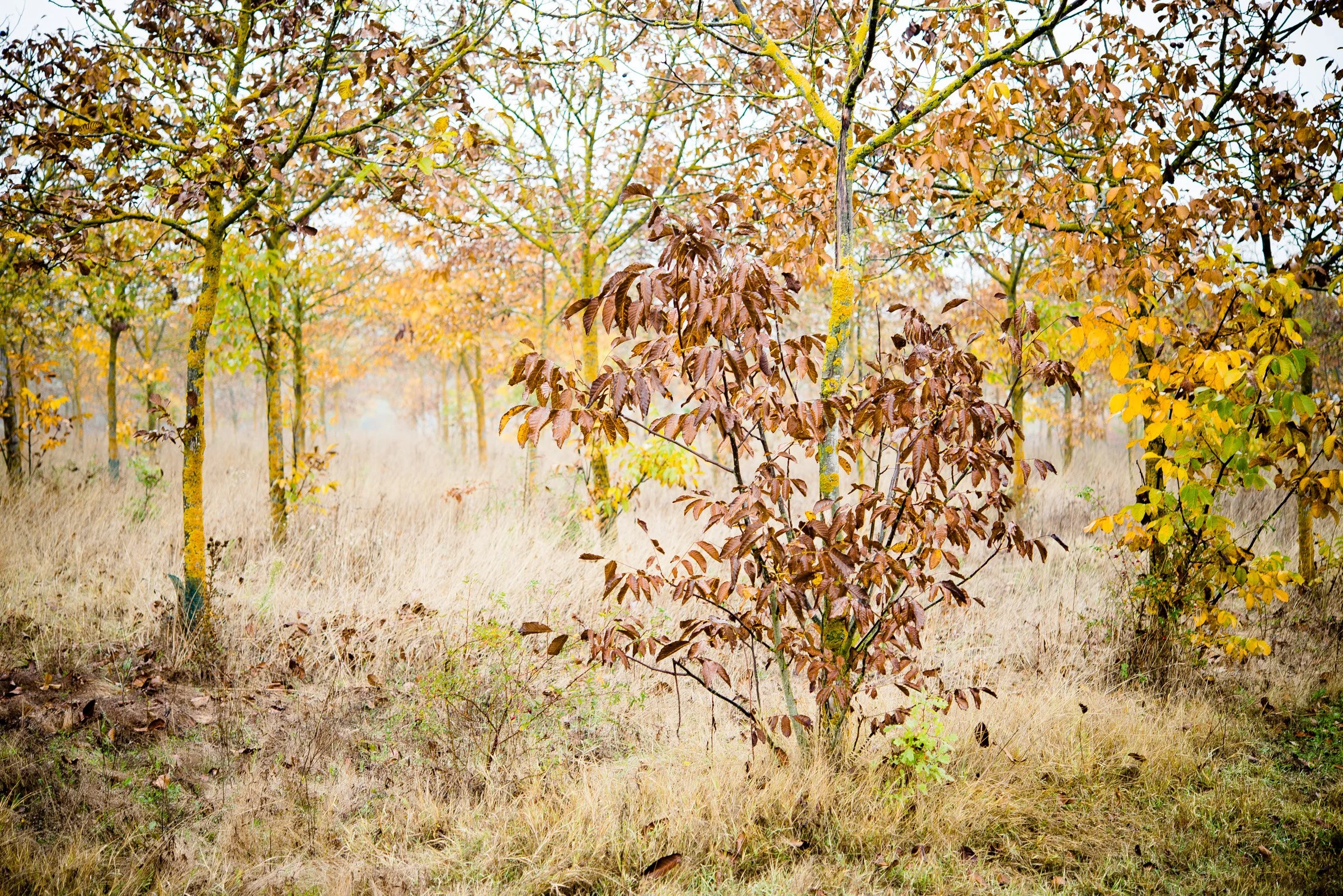 Autumn in Piemonte_ICJ7989.jpg