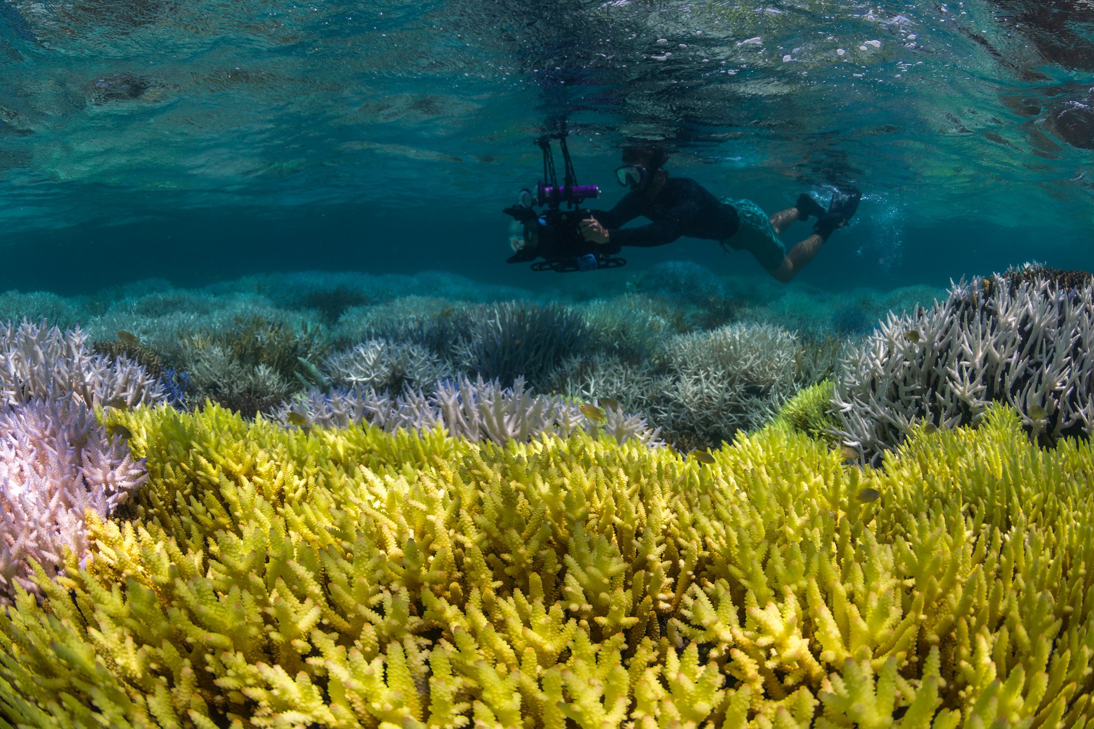 15-Filming-the-coral-bleaching-in-New-Caledonia-©-Underwater-Earth_ XL-Catlin-Seaview-Survey.jpg