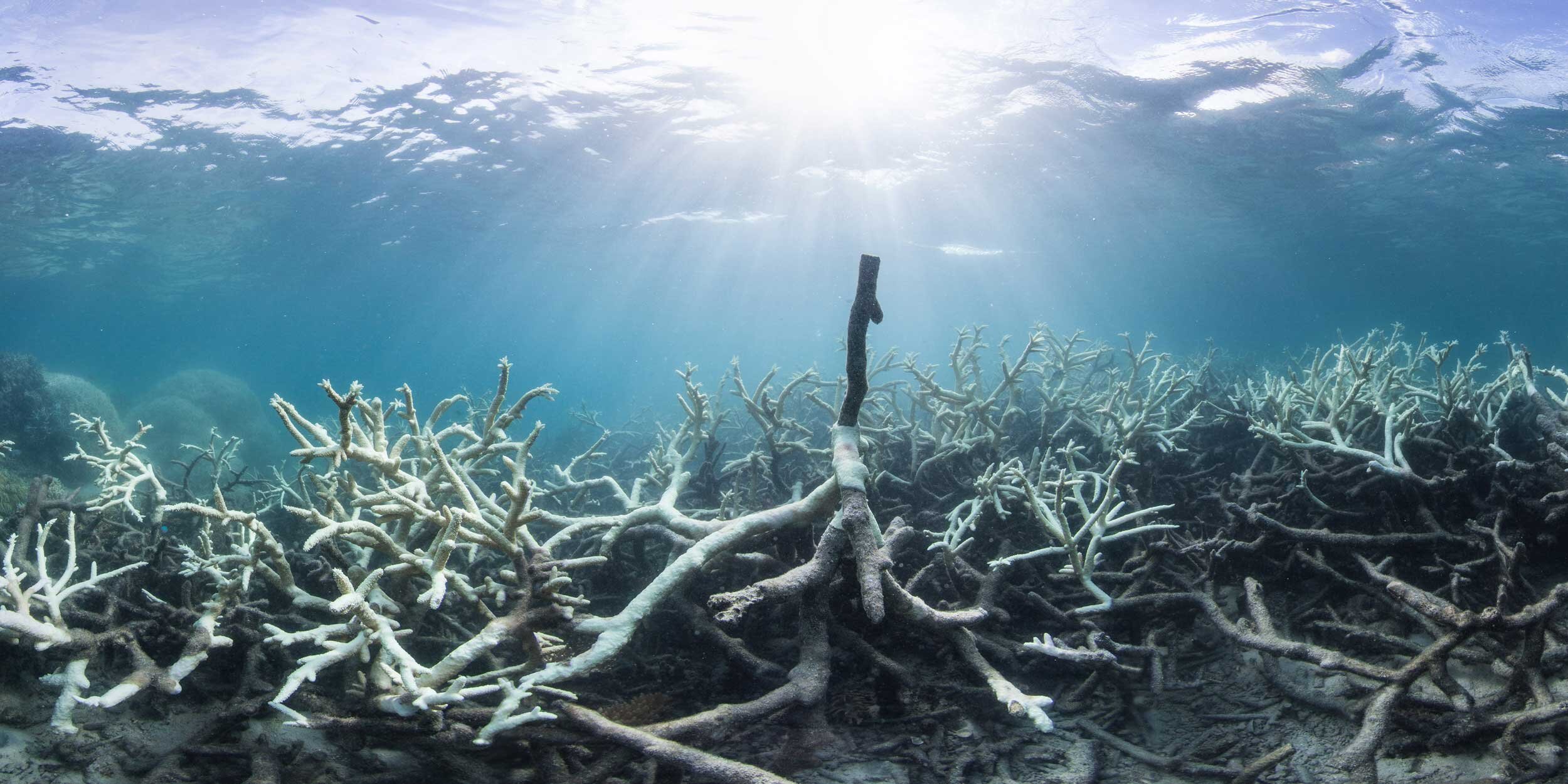 Coral-Bleaching-at-Lizard-Island-_credit-©-Underwater-Earth_XLCatlin-Seaview-Survey_Christophe-Bailhache.jpg