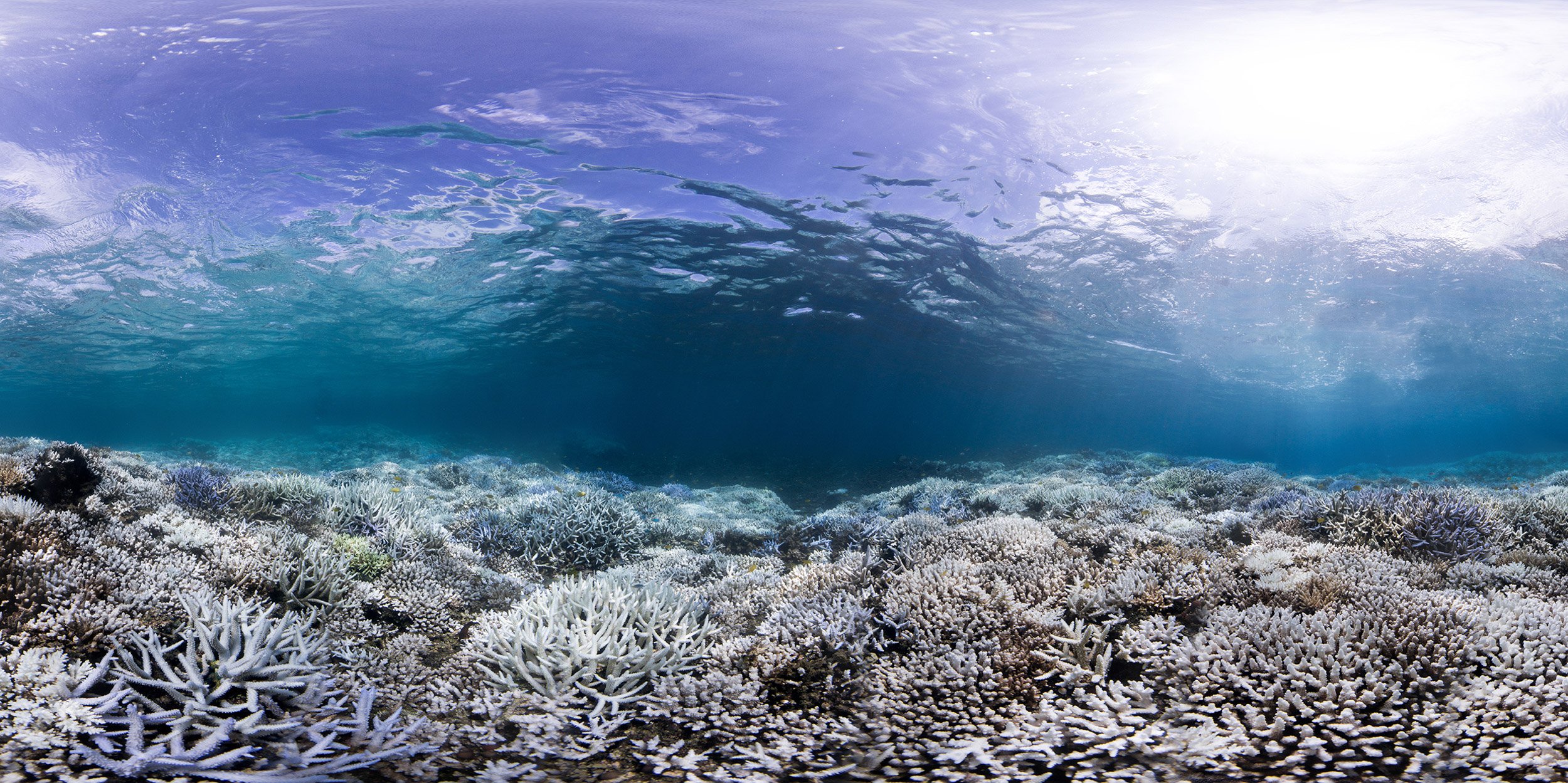 Okinawa-bleaching-©-Underwater-Earth_XL-Catlin-Seaview-Survey.jpg