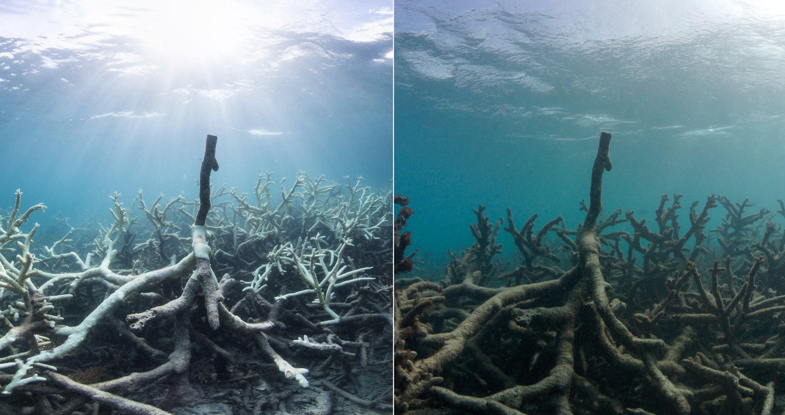 13-BeforeAfter-Coral-Bleaching-©-Underwater-Earth_XL Catlin-Seaview-Survey_Christophe-Bailhache.jpg