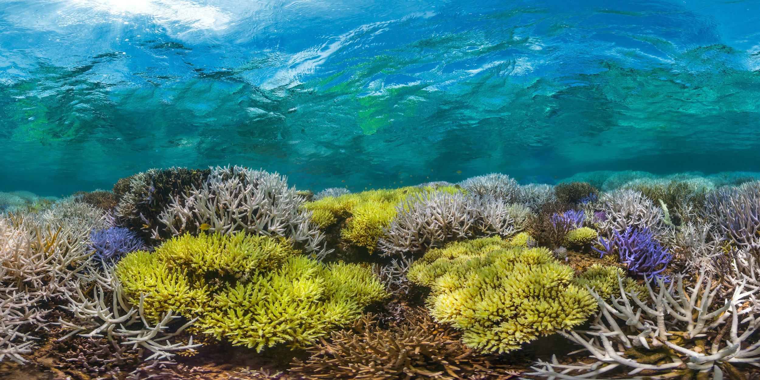 04-Coral-bleaching-in-New-Caledonia-©-Underwater-Earth_ XL-Catlin-Seaview-Survey.jpg