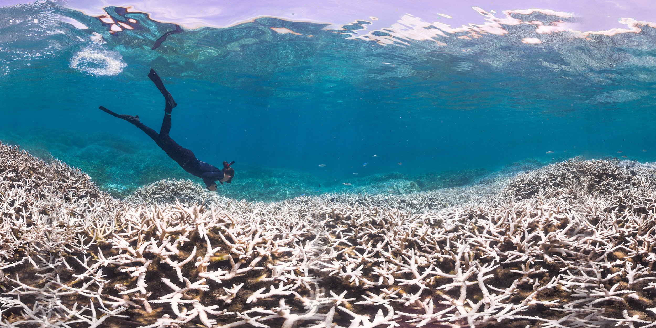 037-Coral-bleaching-in-American-Samoa-©-Underwater-Earth_ XL-Catlin-Seaview-Survey.jpg