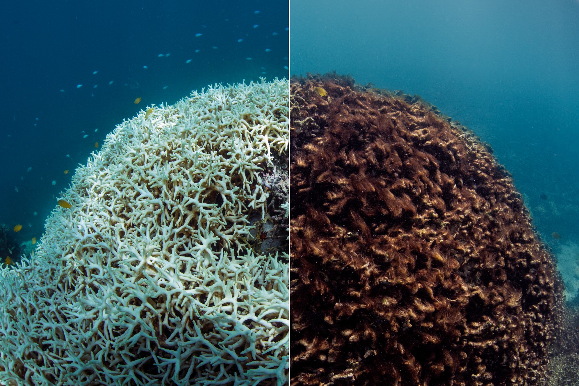 011-BeforeAfter-Coral-Bleaching-©-Underwater-Earth_XL-Catlin-Seaview-Survey_Christophe-Bailhache.jpg