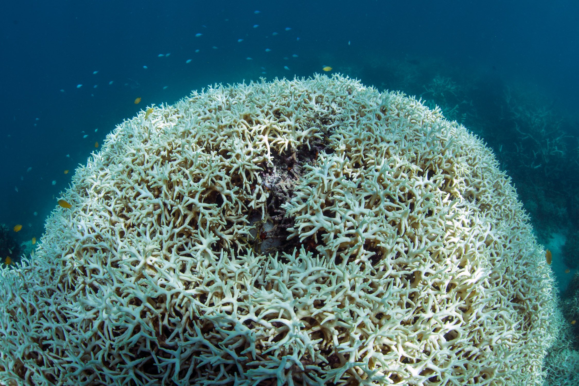 024-Coral-Bleaching-at-Lizard-Island-©-Underwater-Earth_XL-Catlin-Seaview-Survey_Christophe-Bailhache.jpg